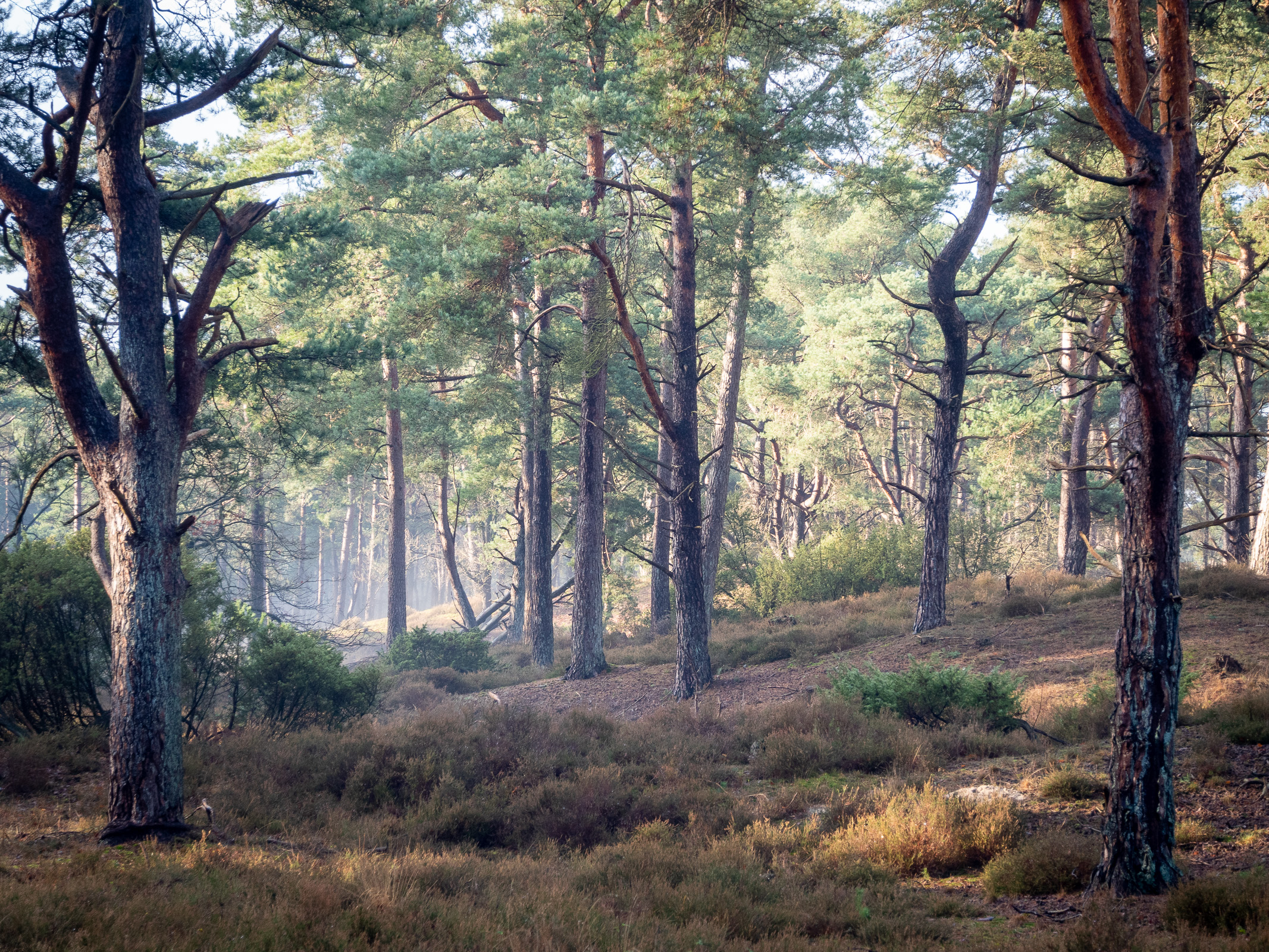 Korte Duinen (Soest) (01-01-'21)