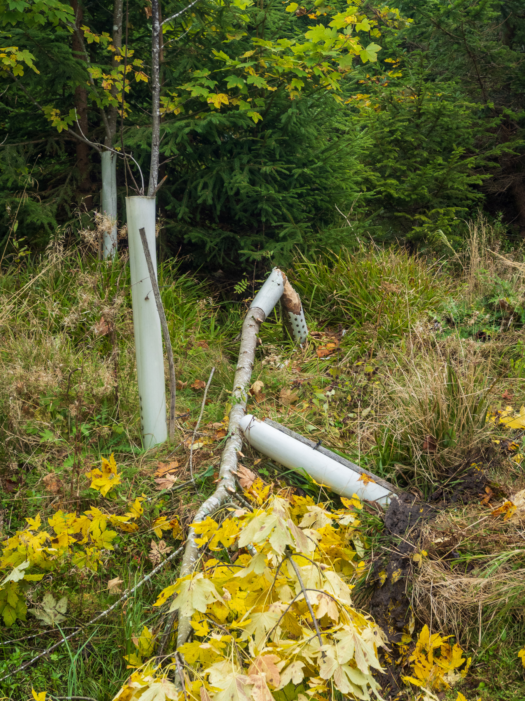Plastic tubes won't save your tree from beaver teeth