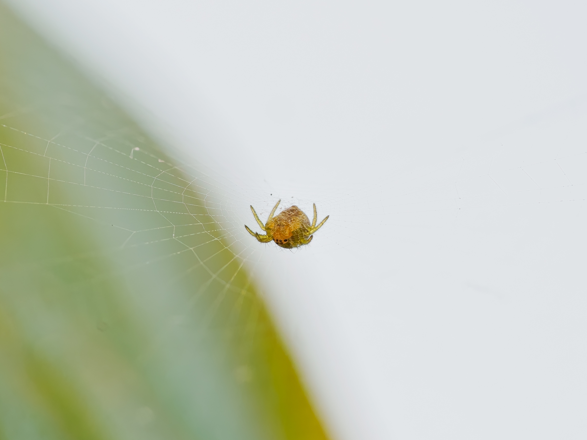 Cucumber Spider