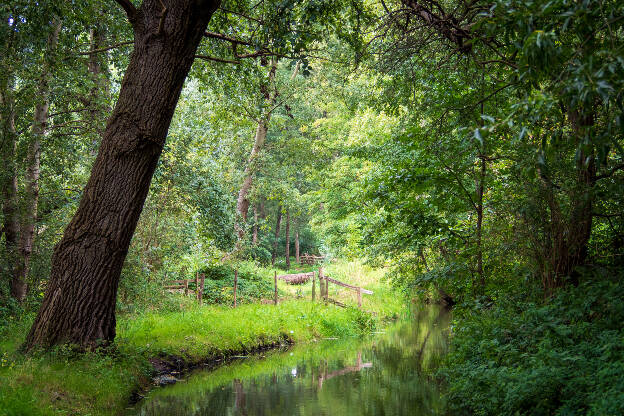 Itterbeek, Thorn