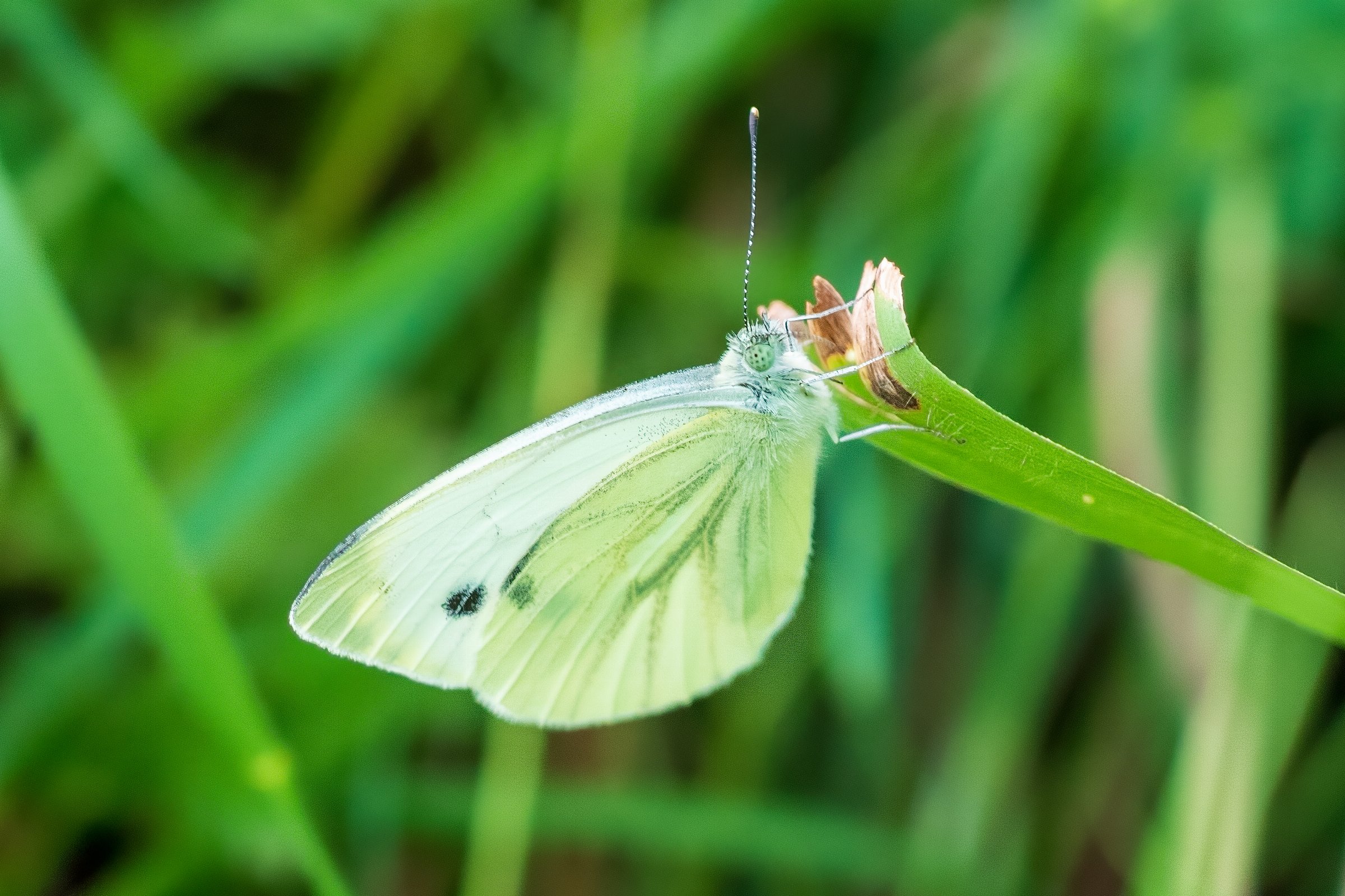 Green-veined White