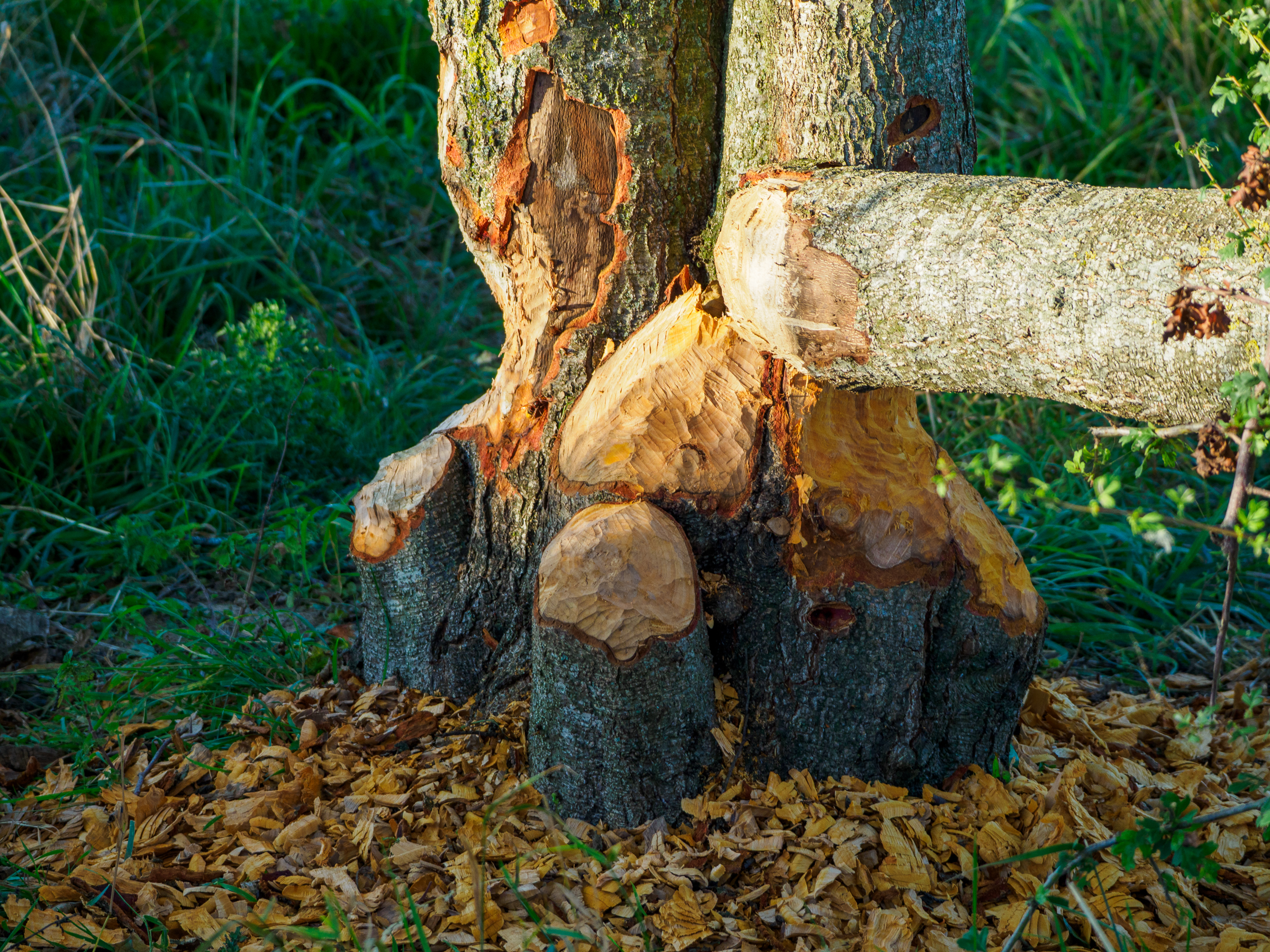 Cut by a Eurasian Beaver
