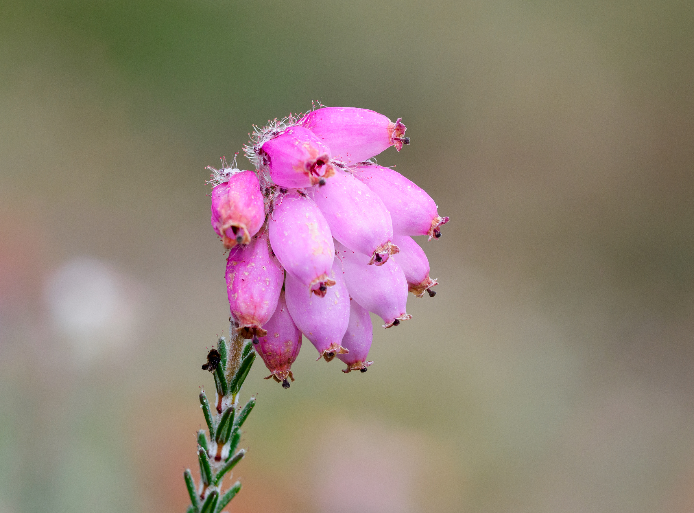 Cross-leaved Heath