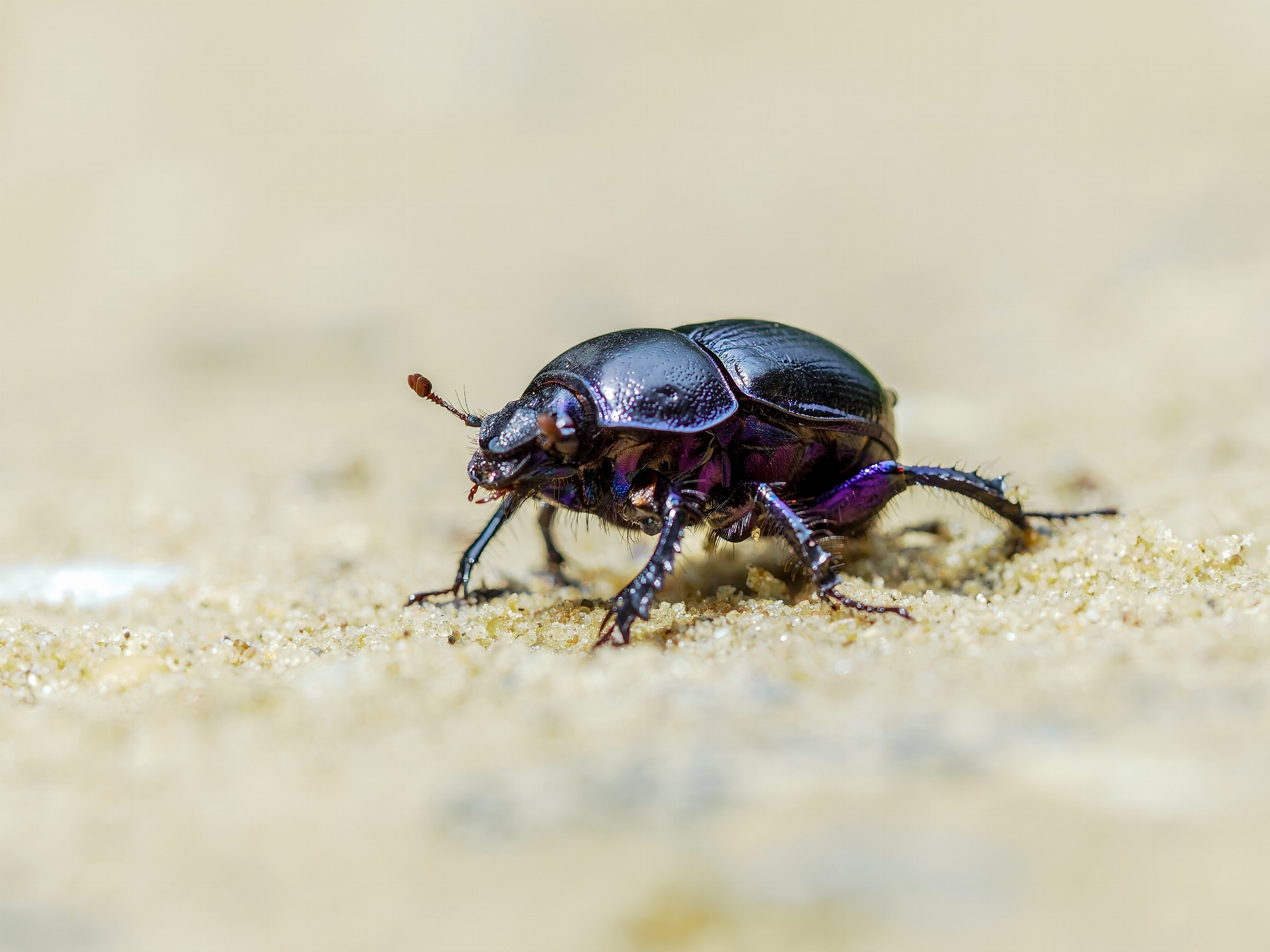 Anoplotrupes stercorosus (Bosmestkever)