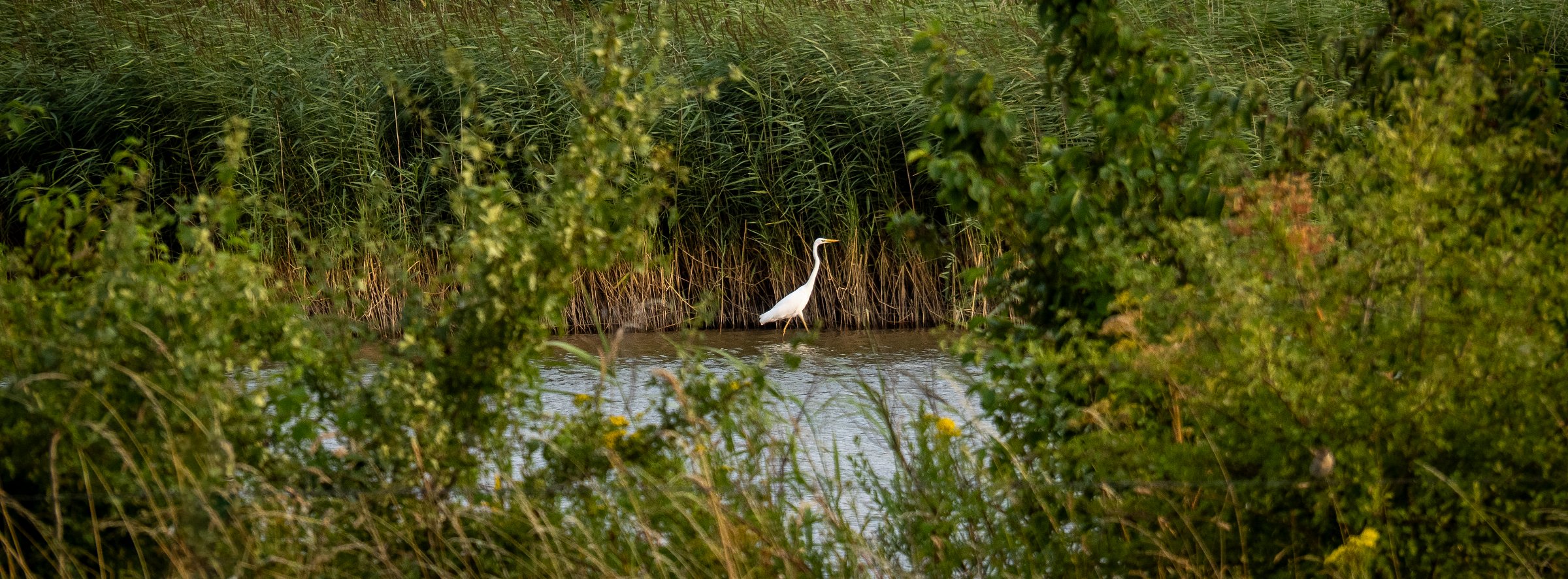 Great Egret