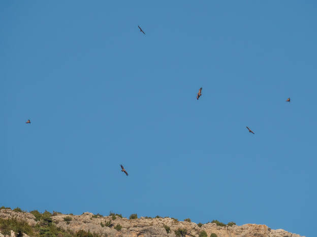 Griffon Vultures