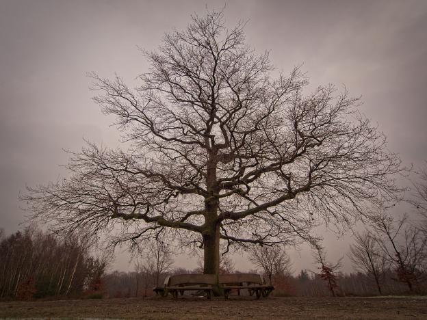 'Lonely Oak', Amerongen