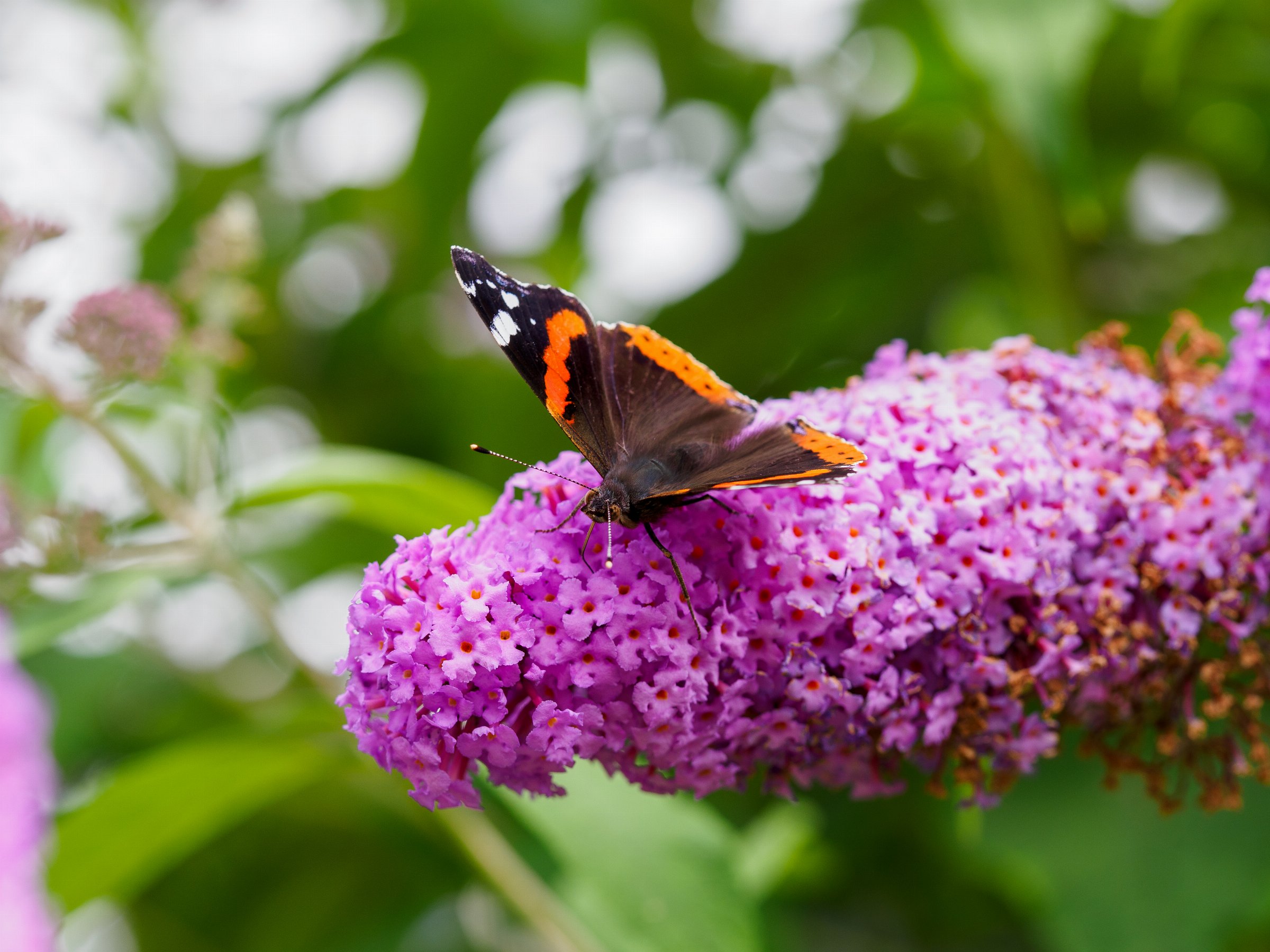 Red Admiral