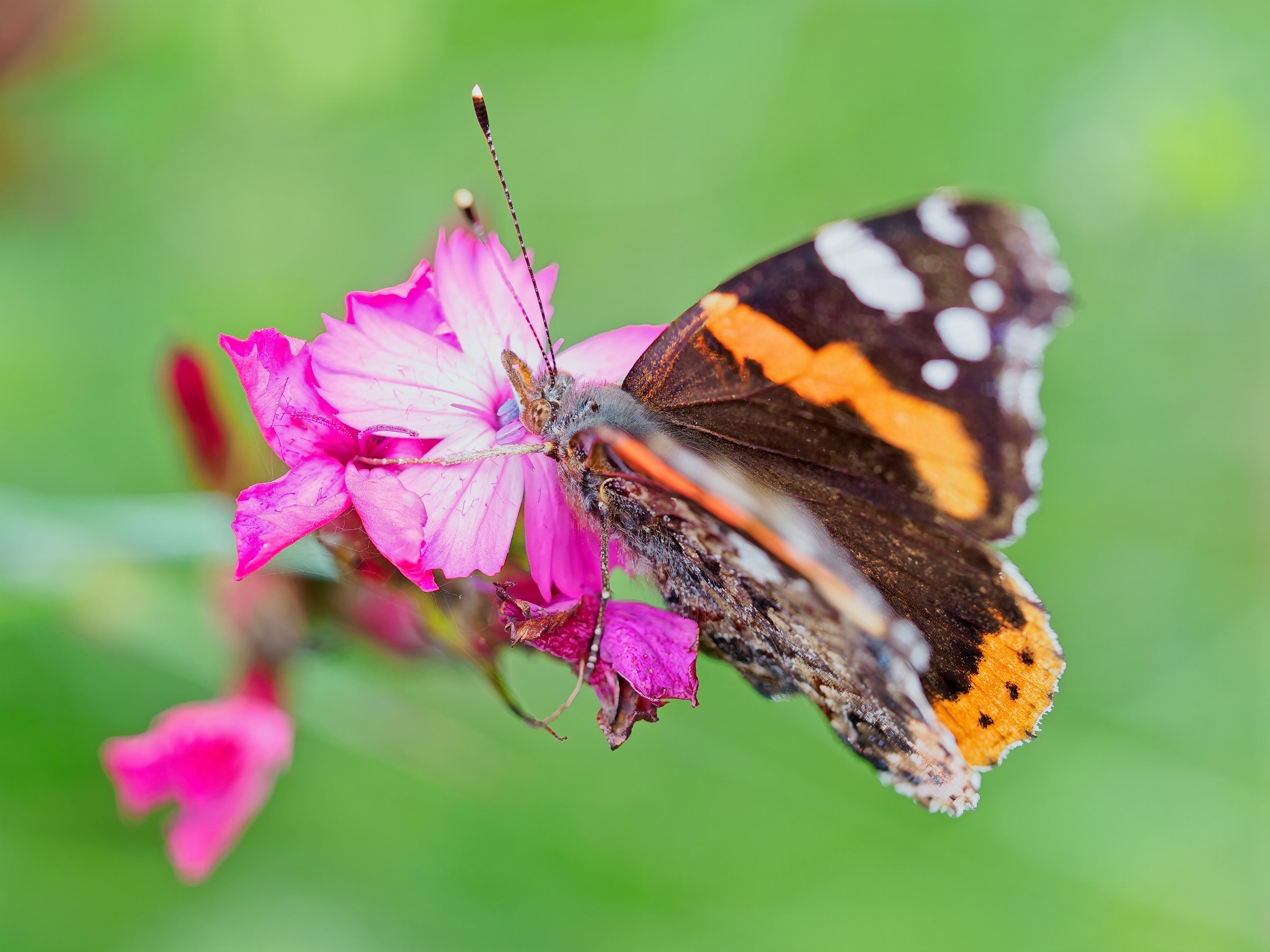Red Admiral