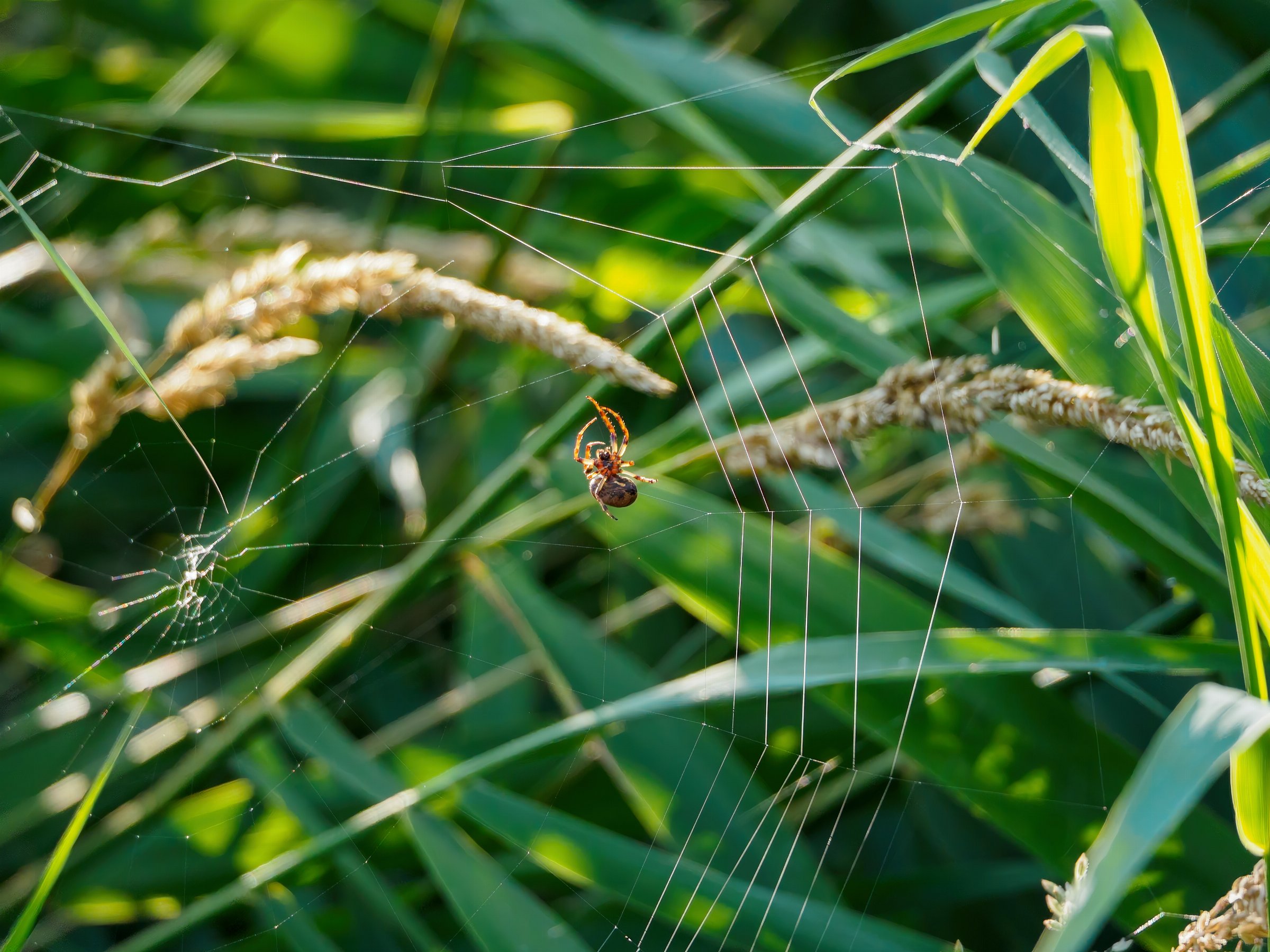 Furrow Orbweaver
