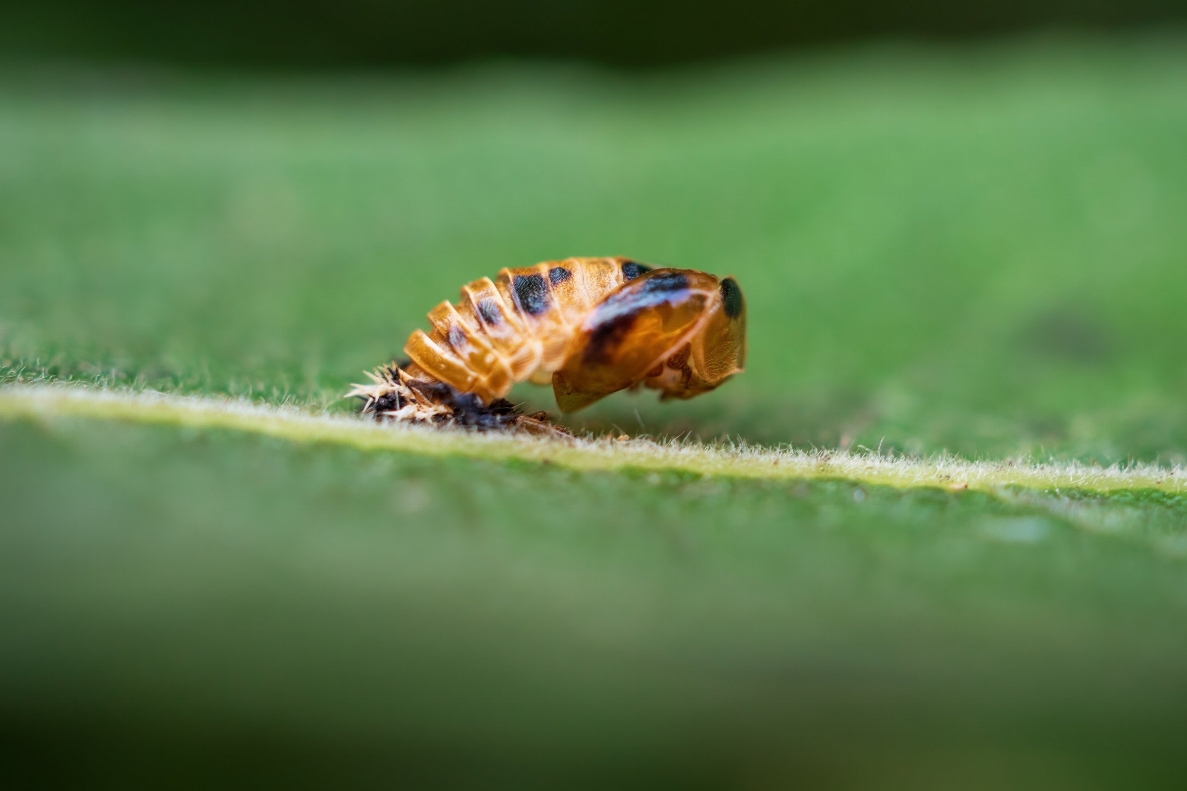 Harlequin ladybird (imago)