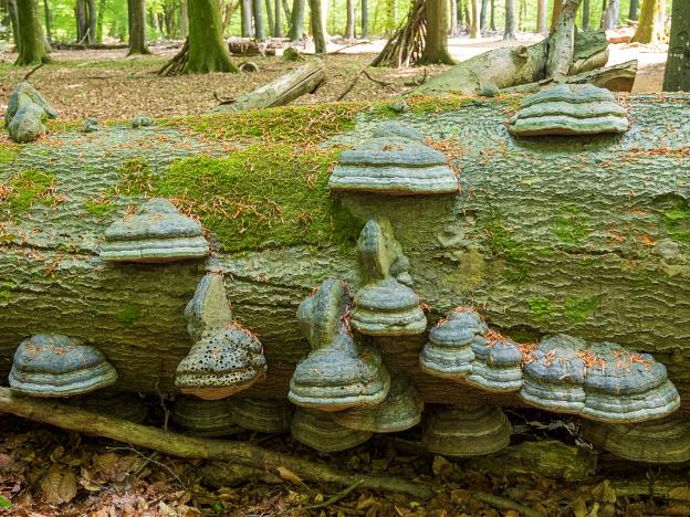 Notice how the Fomes fomentarius (commonly known as the tinder fungus) changed orientation after the tree fell to the ground.
