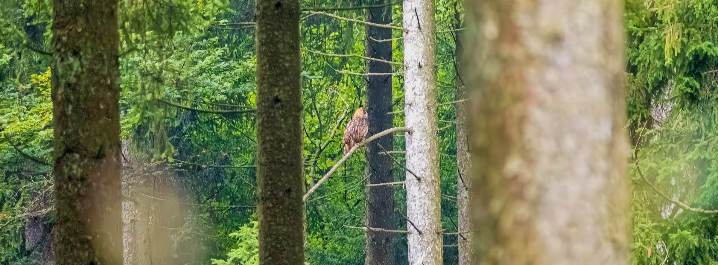 Eurasian Eagle-Owl (Bubo bubo)