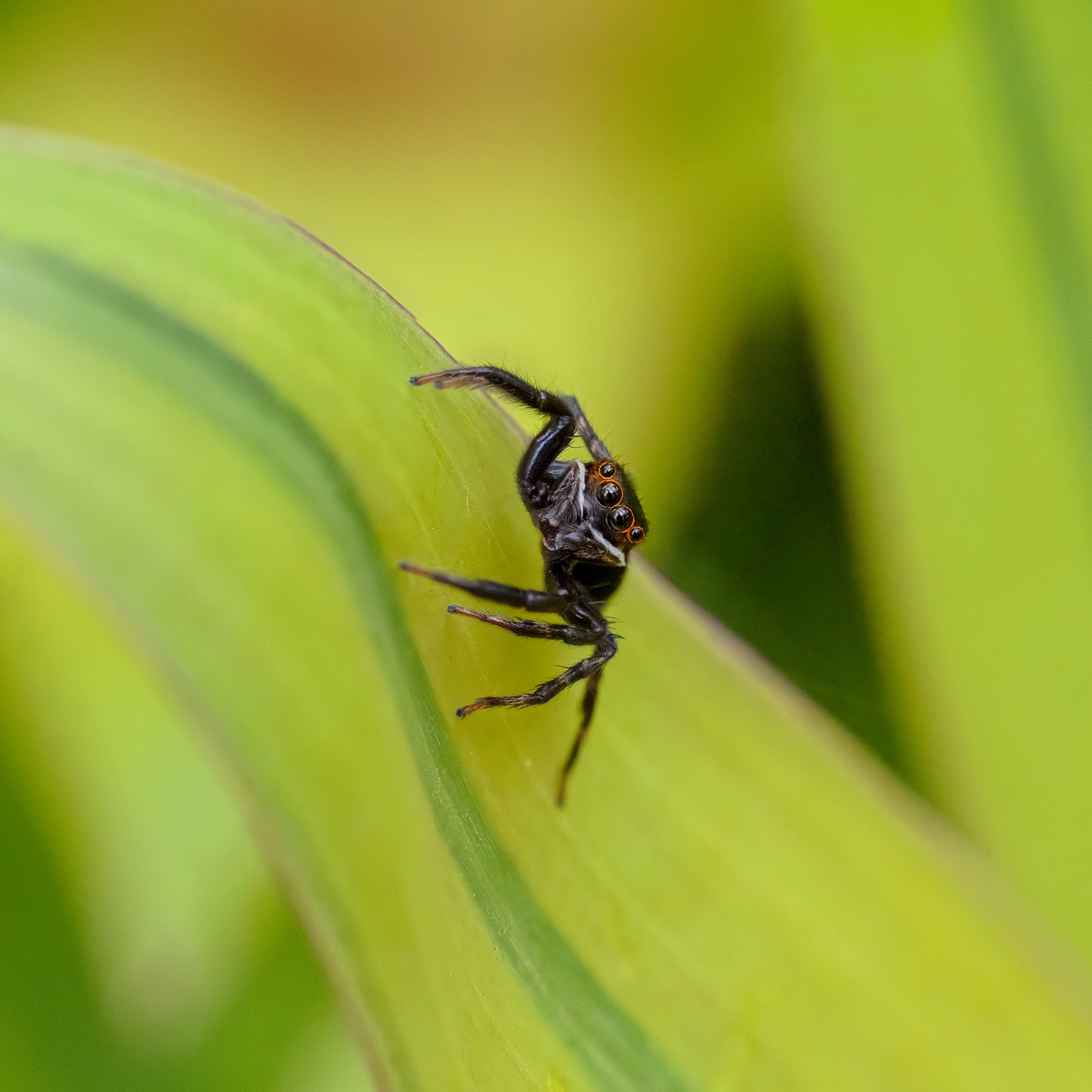 Adanson's House Jumper