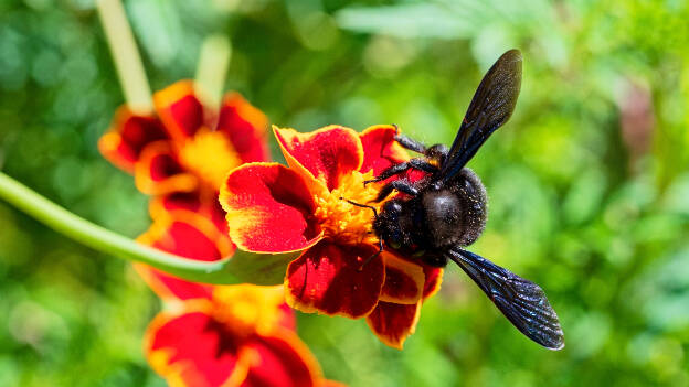 Violet Carpenter Bee (garden of Salagon)