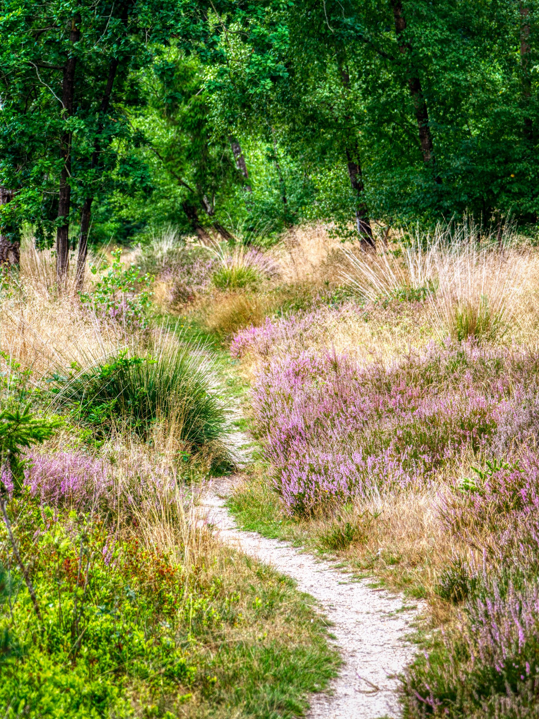 Boswachterij Amerongse Berg