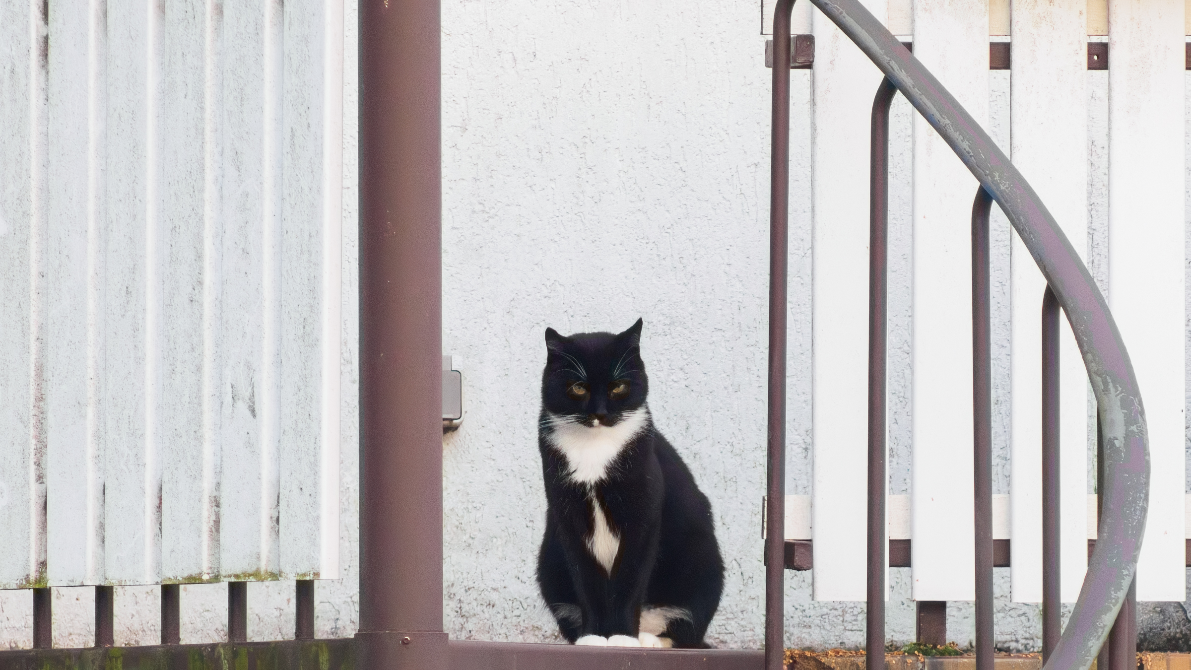 Neighborhood Guard Cat, shot from across the street with a 1972 OLYMPUS OM-SYSTEM F.ZUIKO AUTO-T 1:4,5 f=300mm