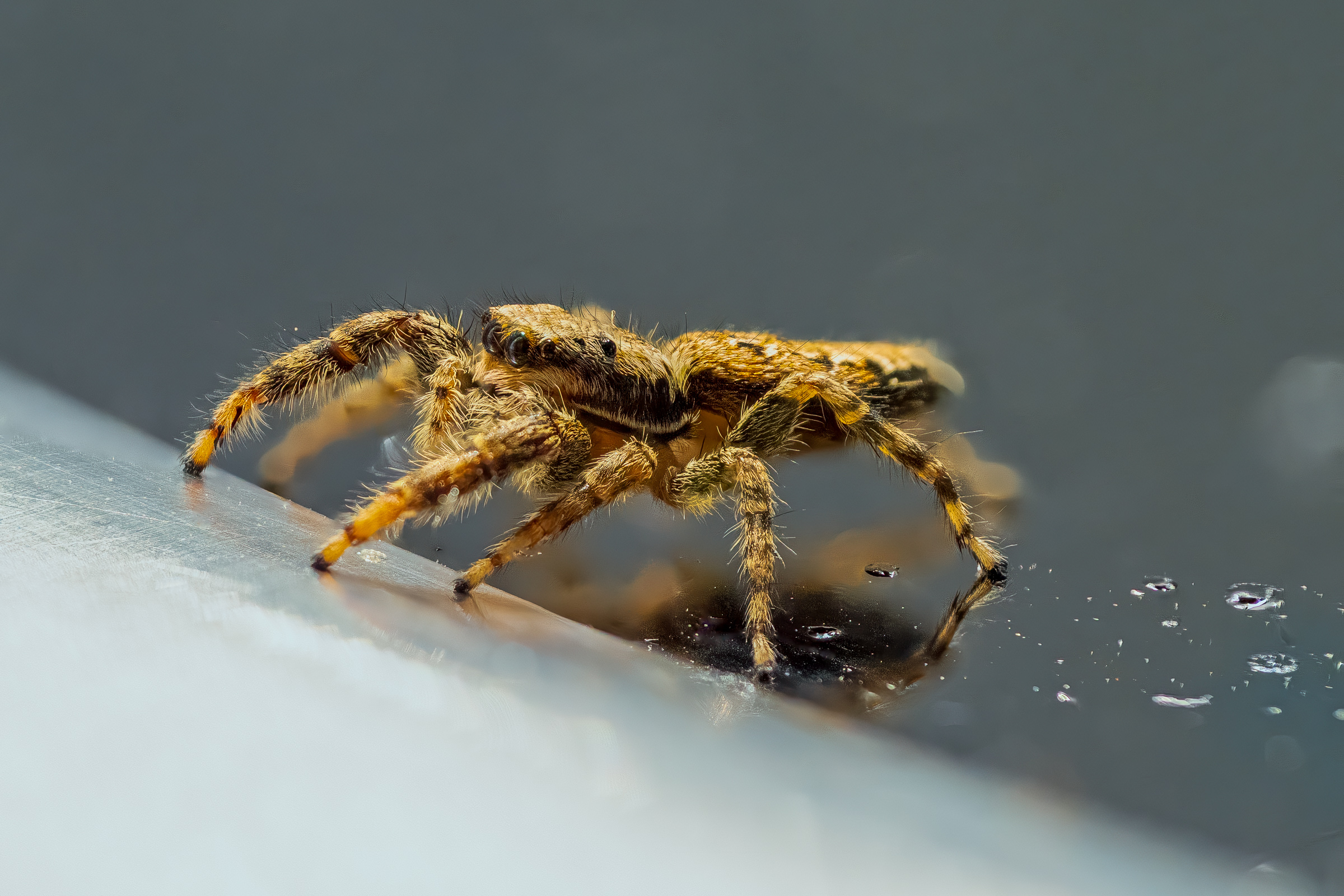 Fencepost Jumping Spider (5mm small, focus stack of 34 images)