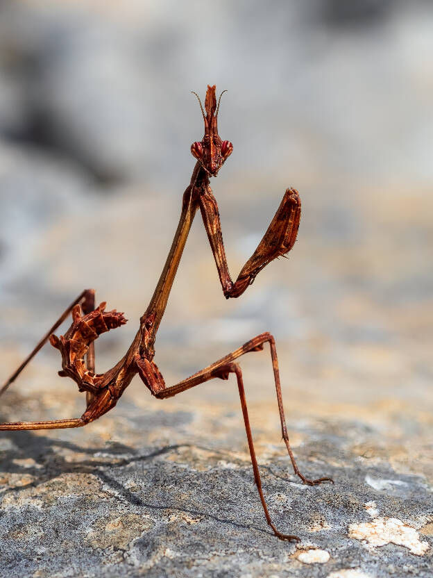 Empusa Pennata (larva, female)