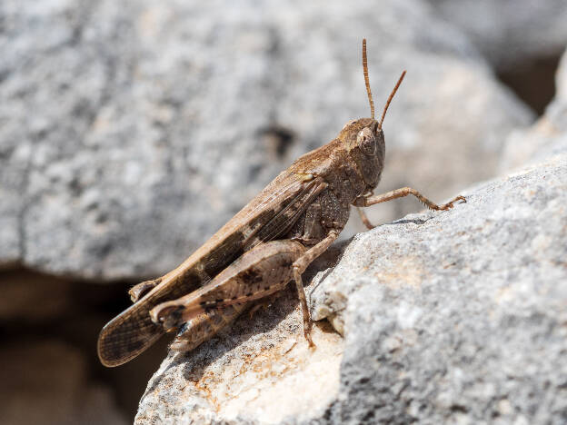 Caloptène de Barbarie