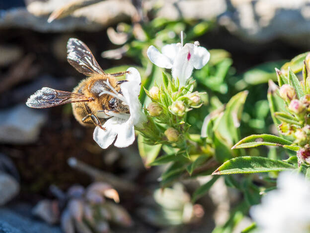 Honey bee on Winter Savory