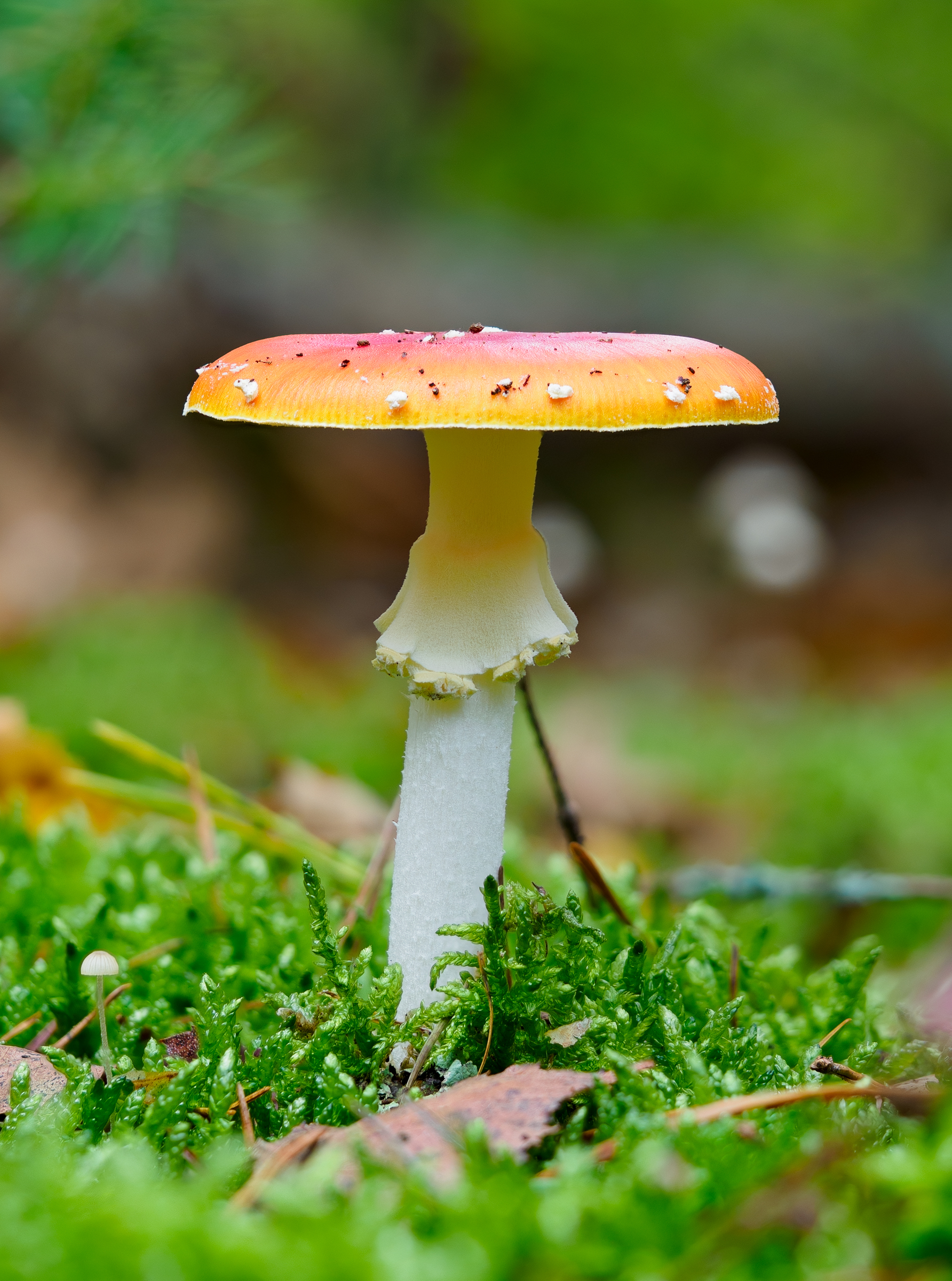 Fly Agaric