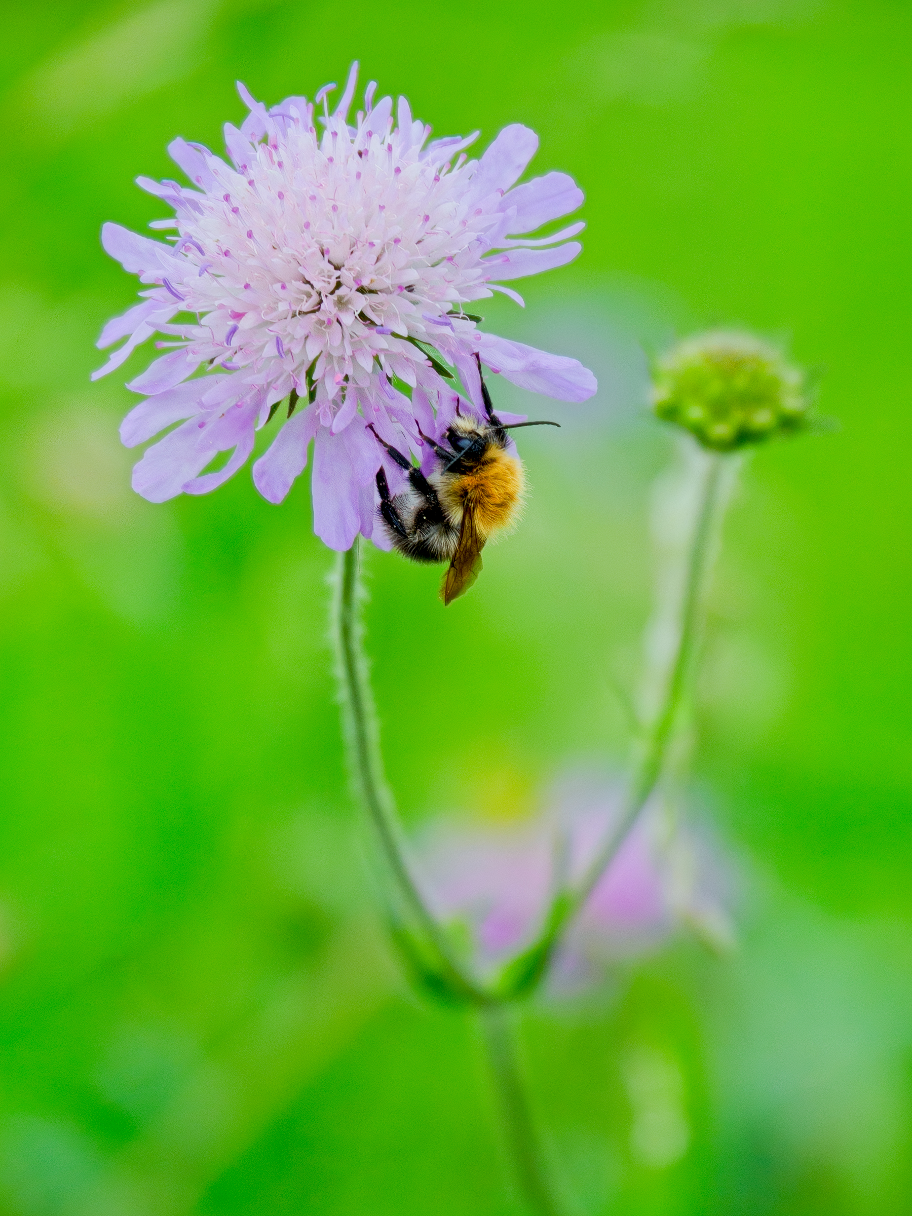 Common Carder Bumblebee