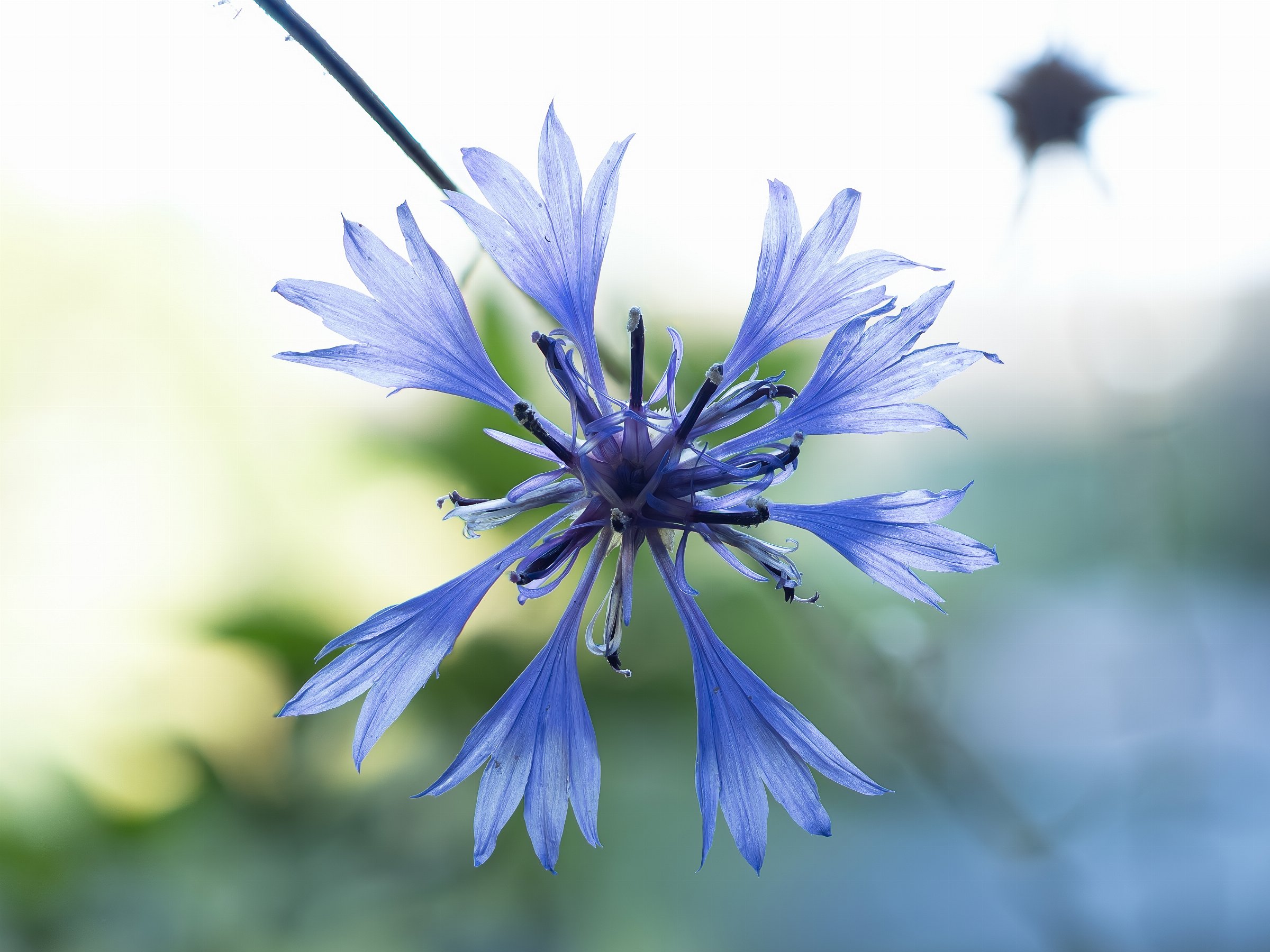 Cornflower