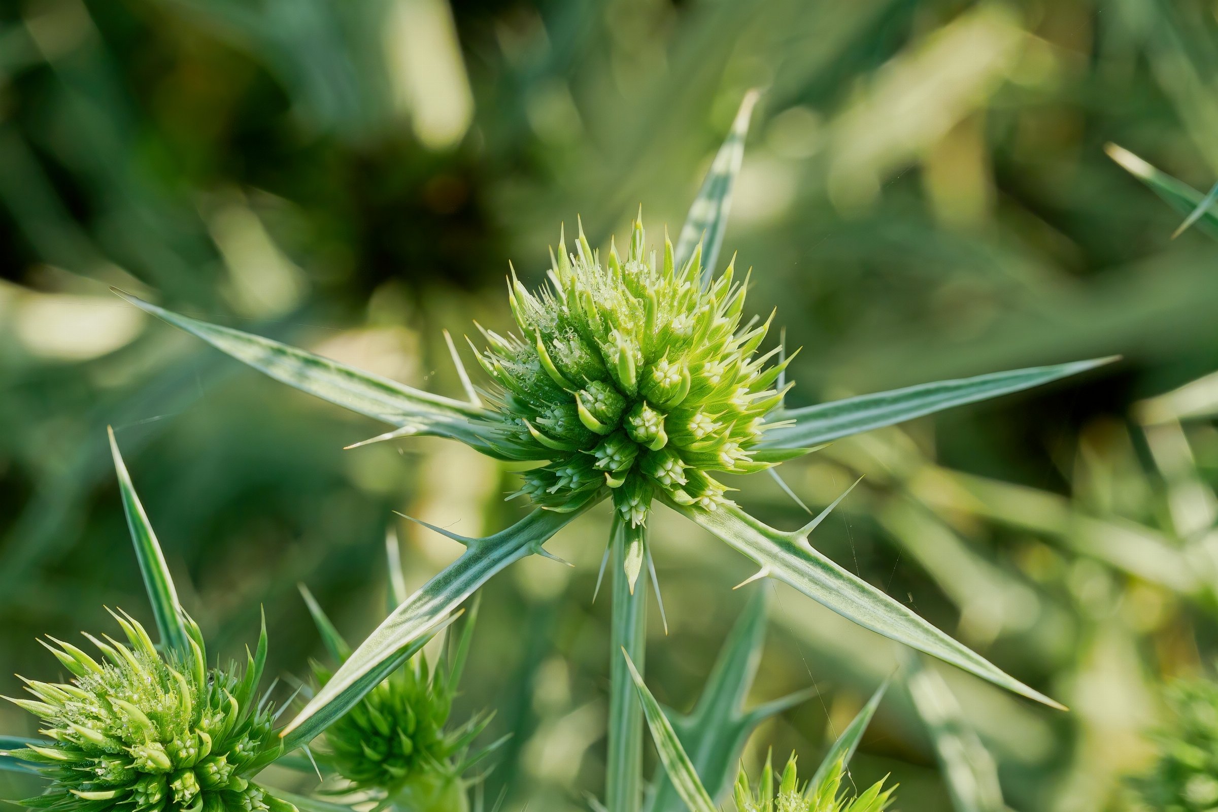 Field Eryngo (a.k.a. White Devil)