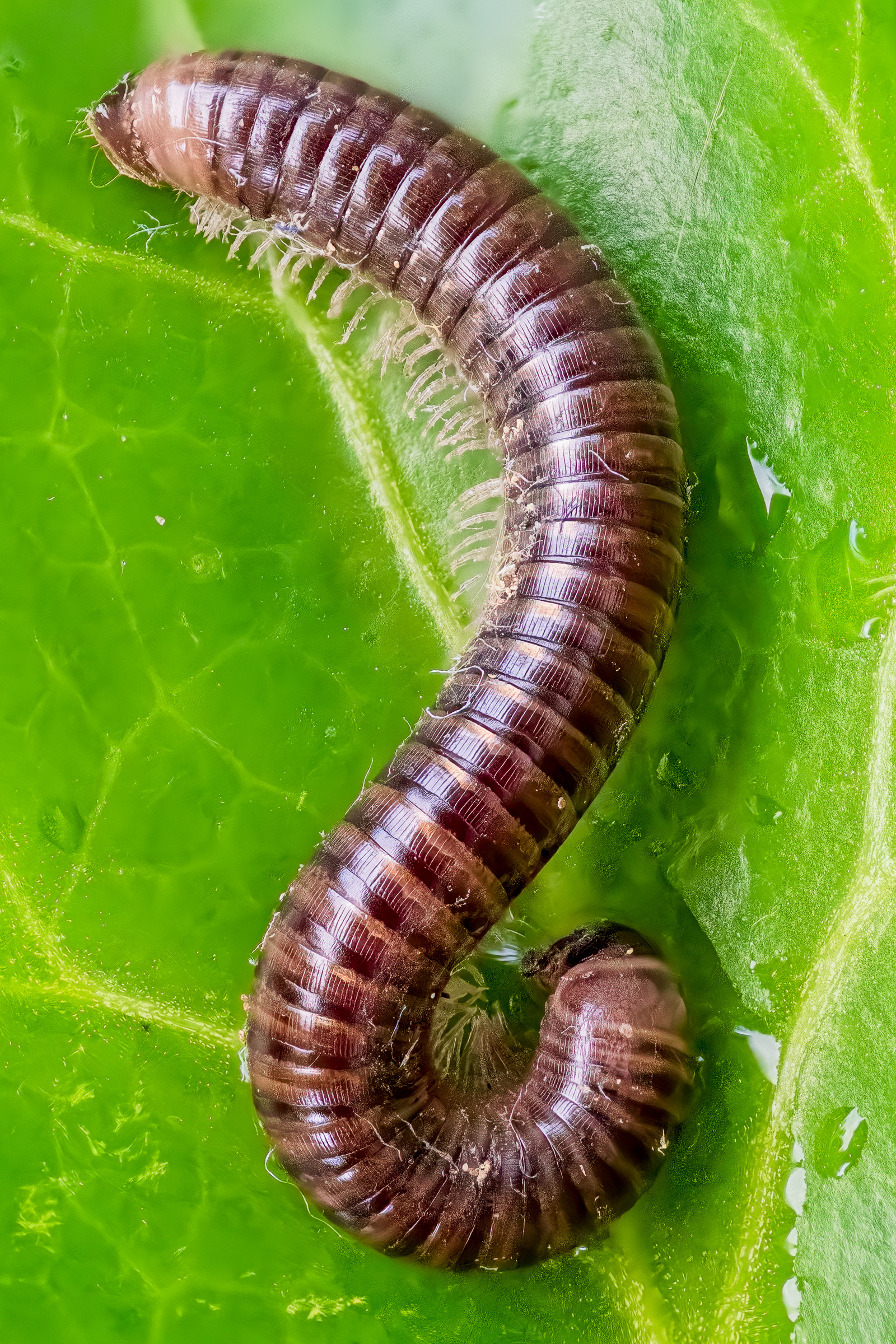 Cylindroiulus caeruleocinctus