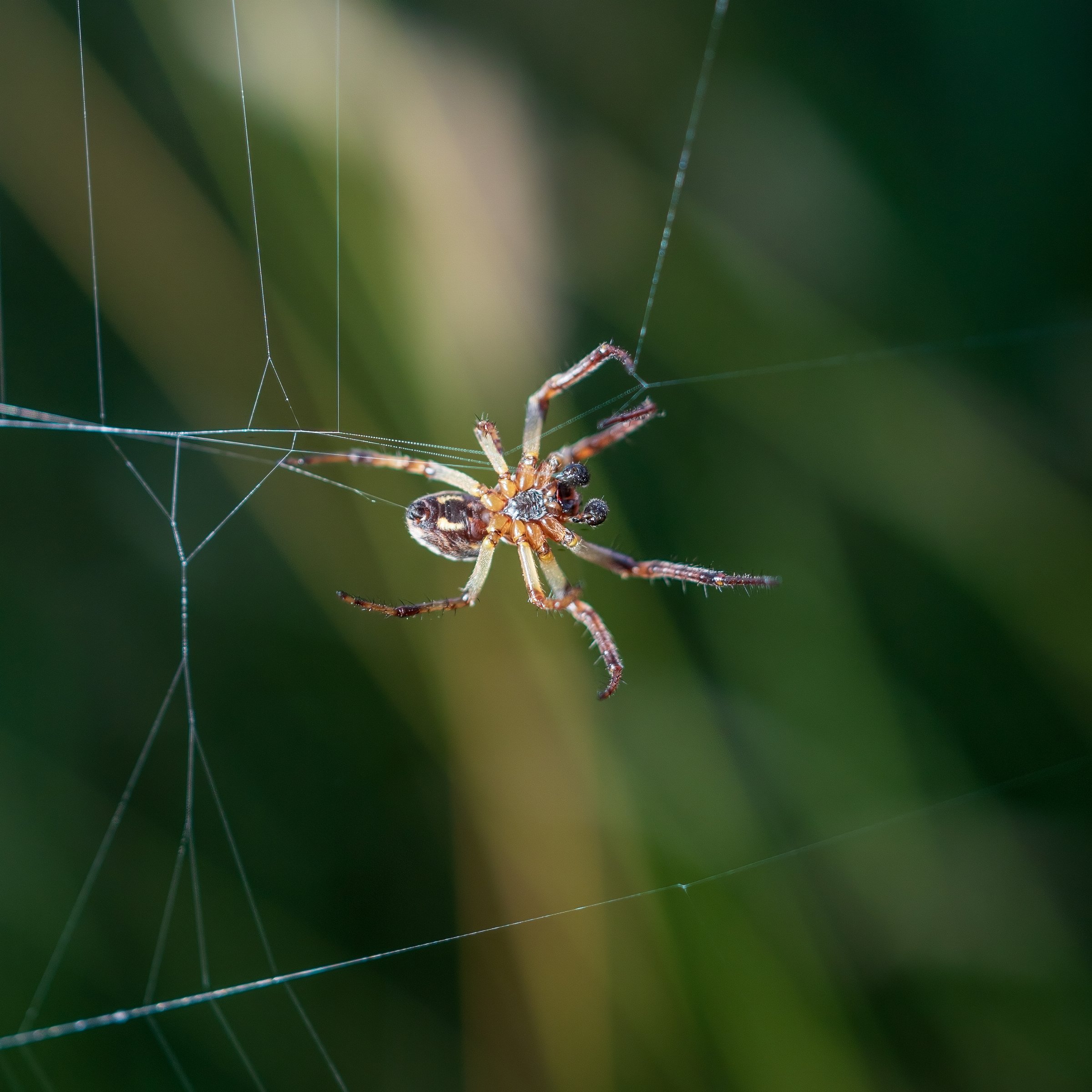Furrow Orbweaver