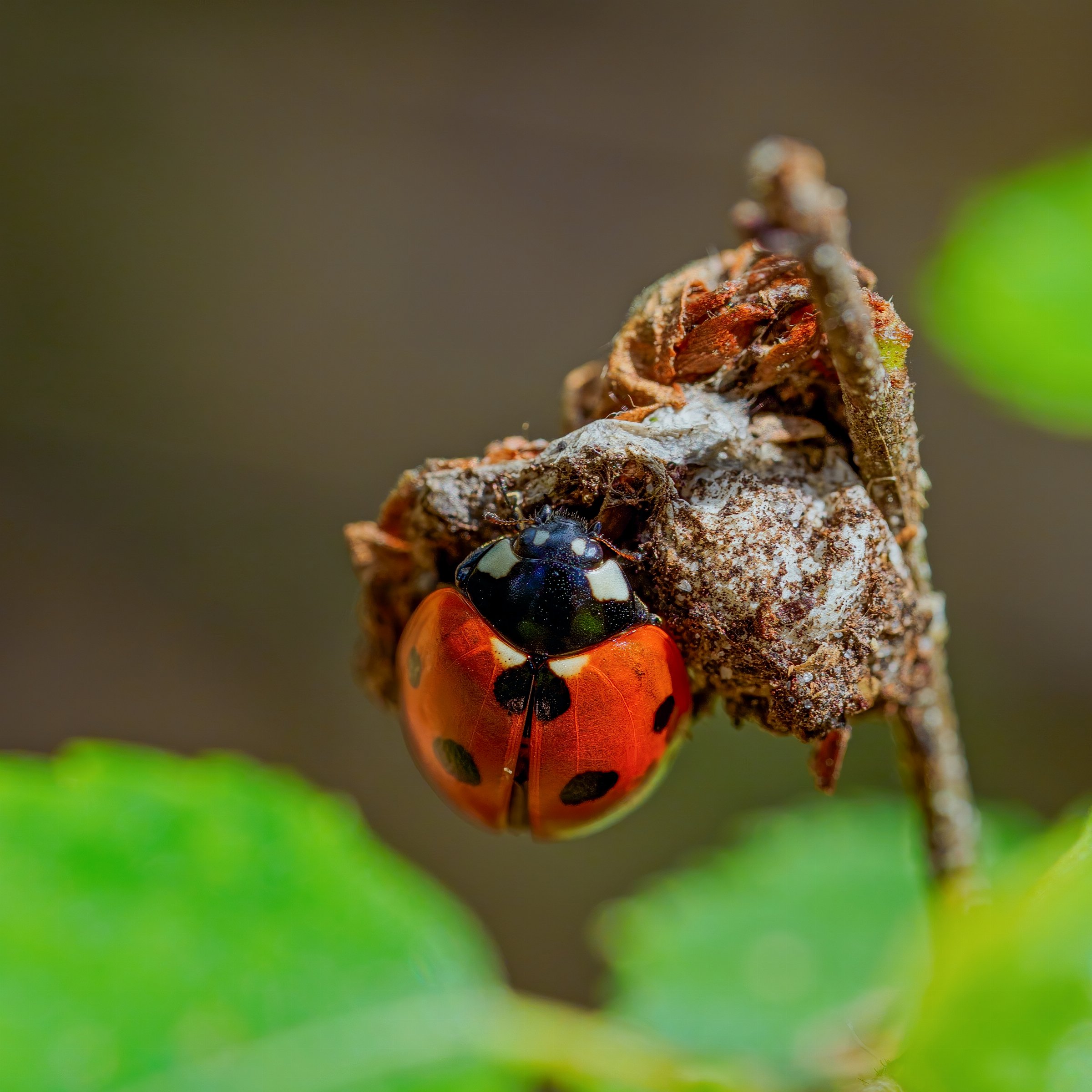 Seven-spot Ladybird