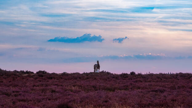 Ginkelse Heide (Ede)