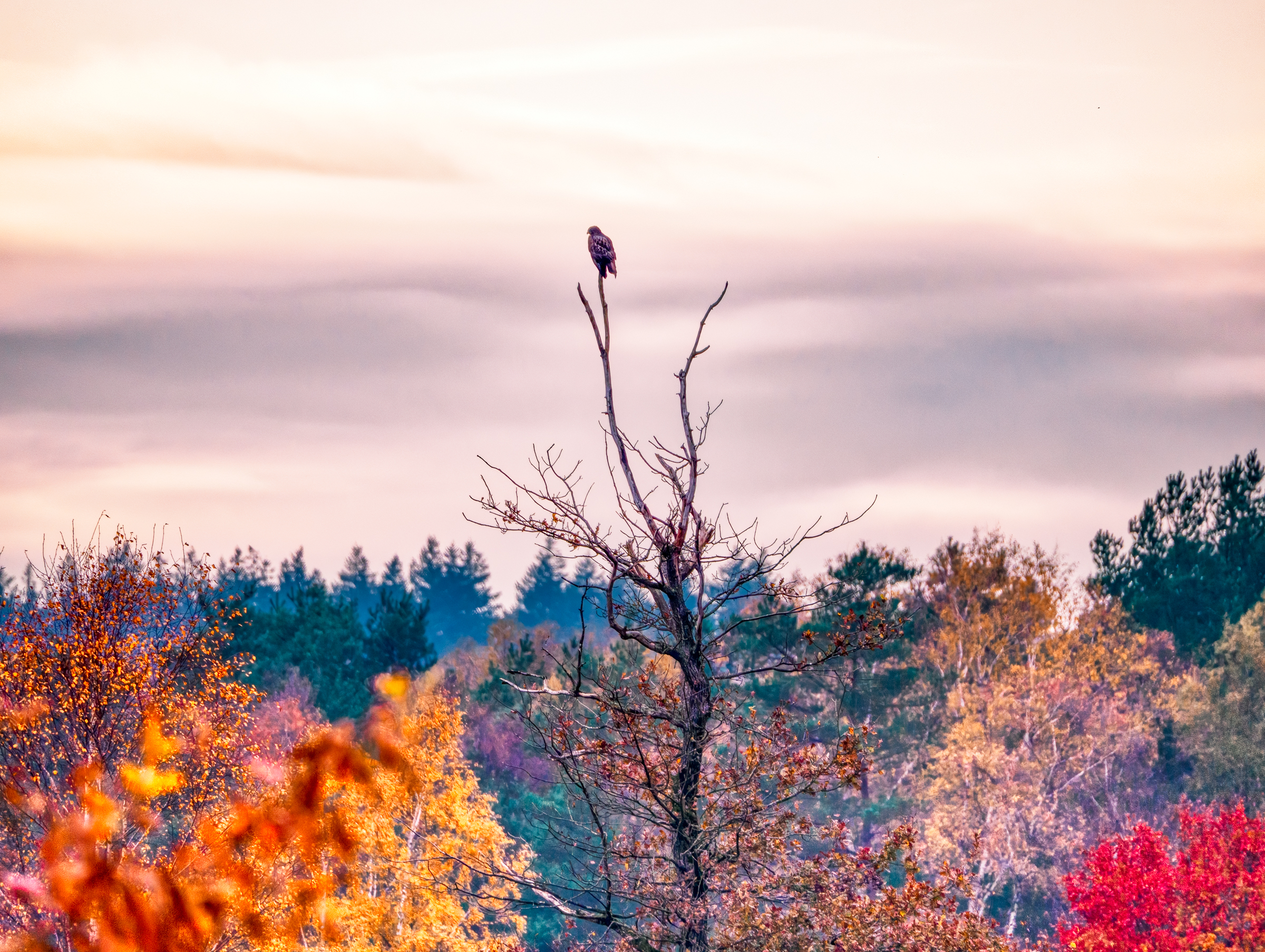 Common Buzzard