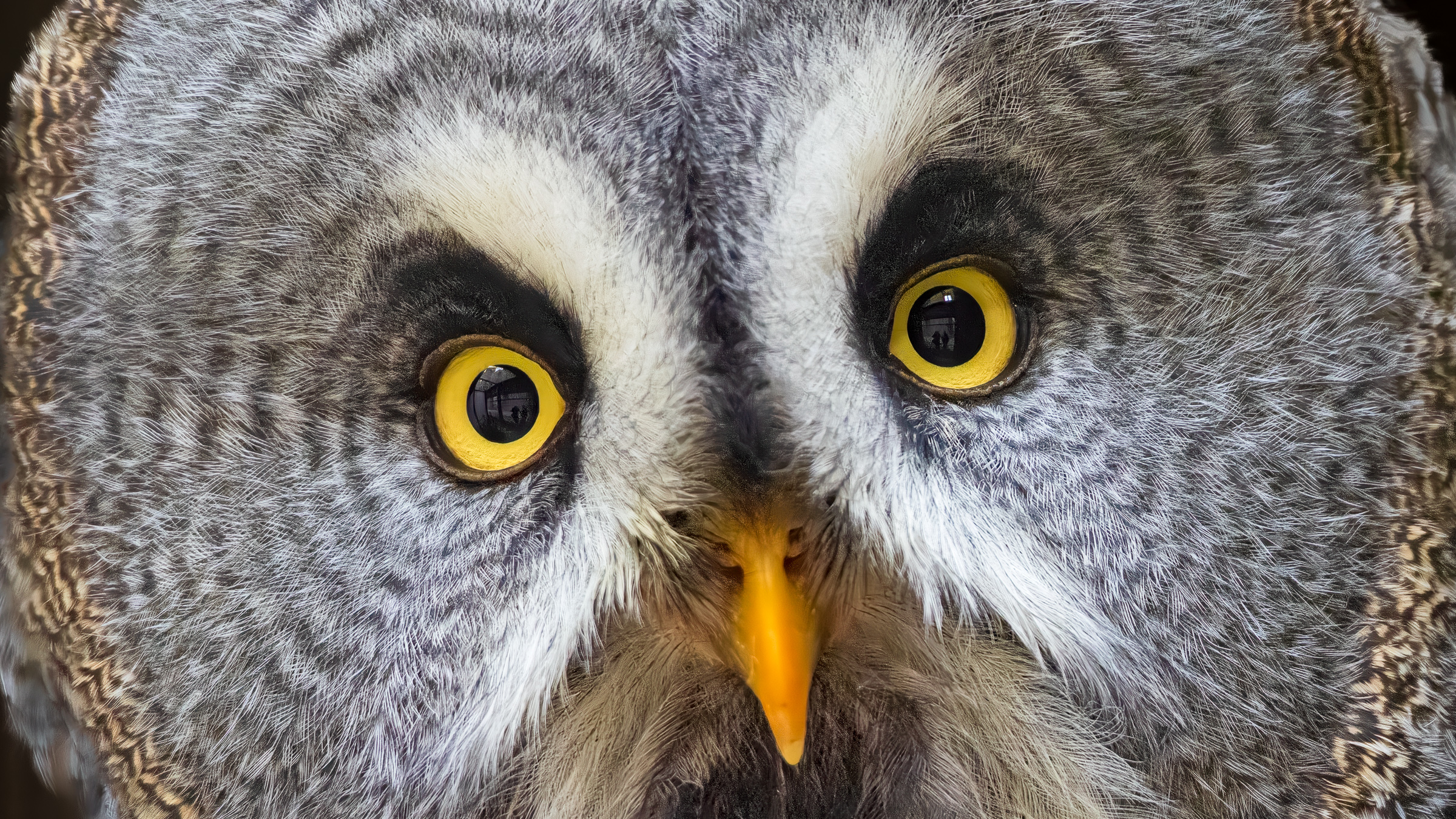Great Grey Owl (in captivity, Kasselburg)