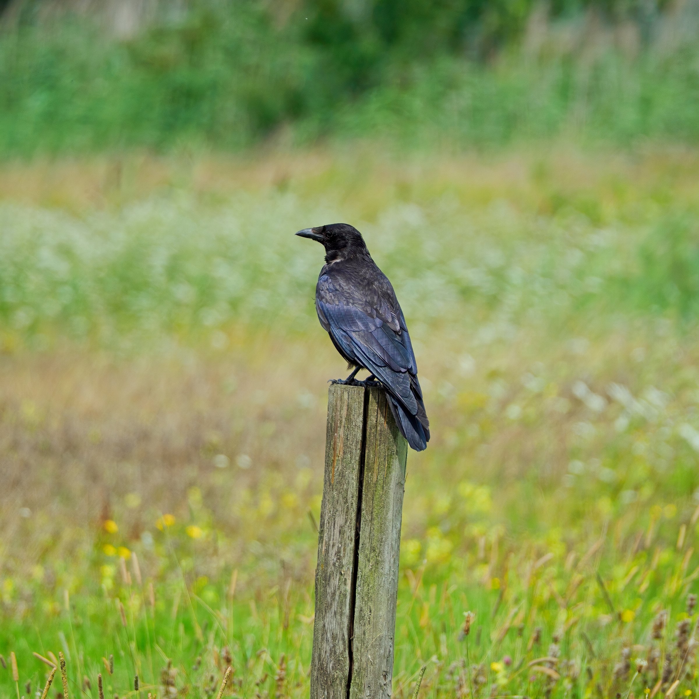 Carrion Crow