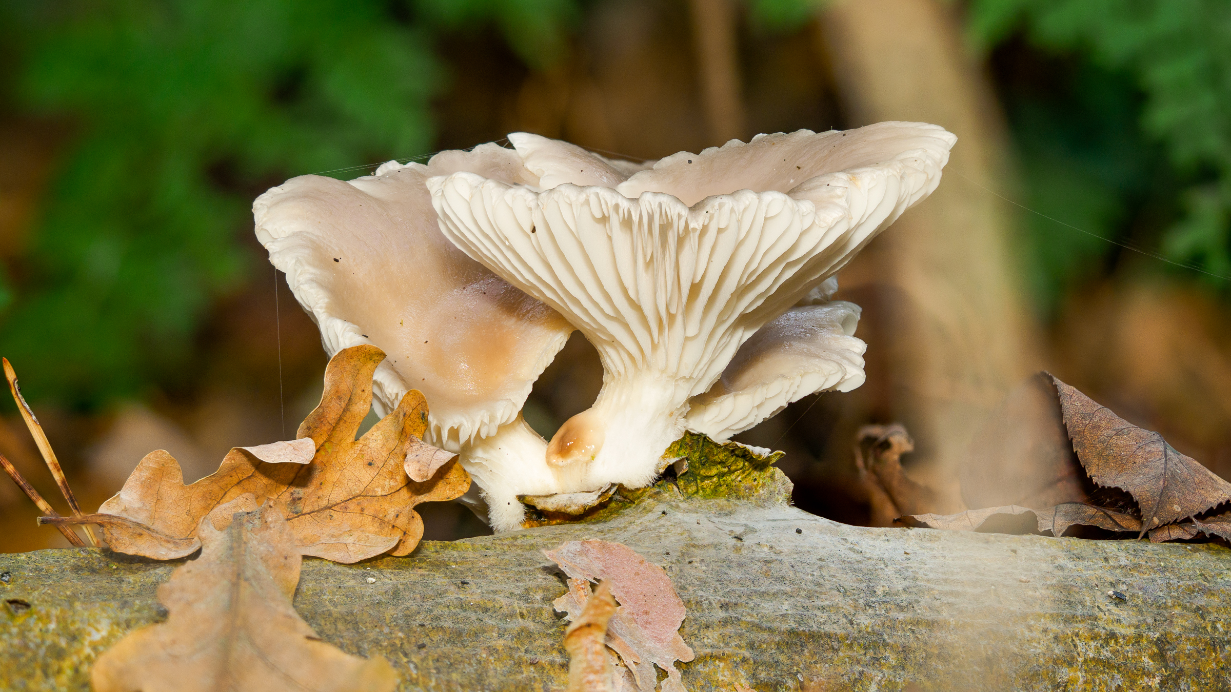 Oyster mushroom