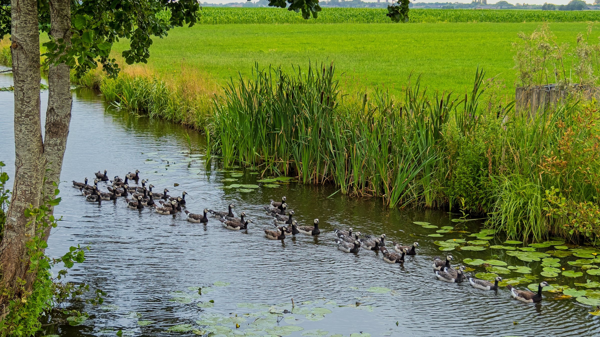 Barnacle Geese kindergarten
