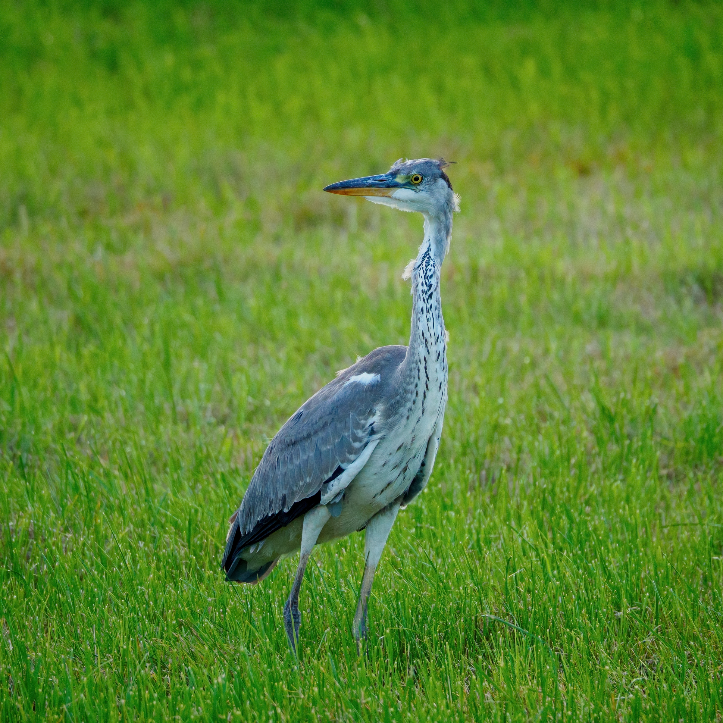 Grey Heron
