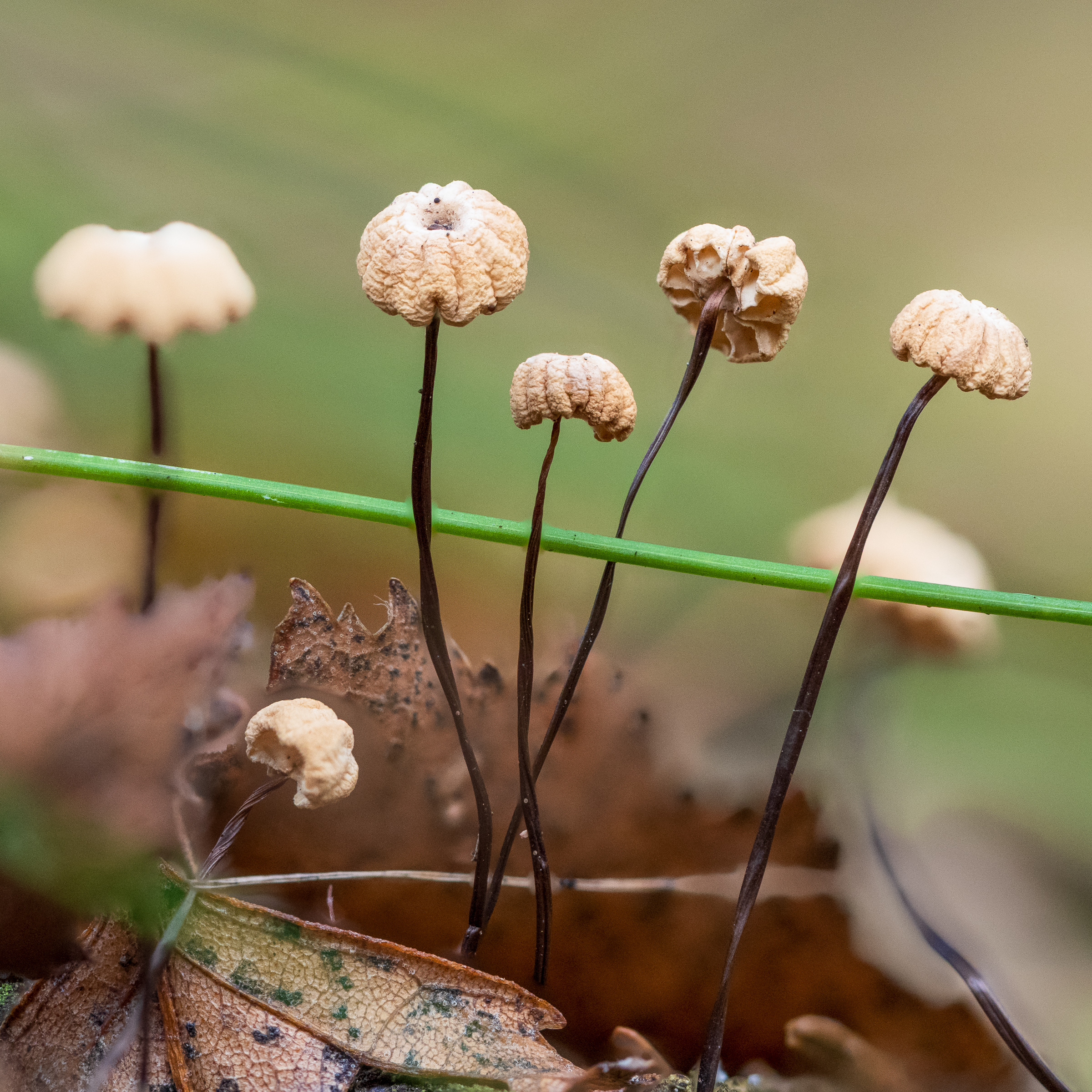 Gymnopus androsaceus