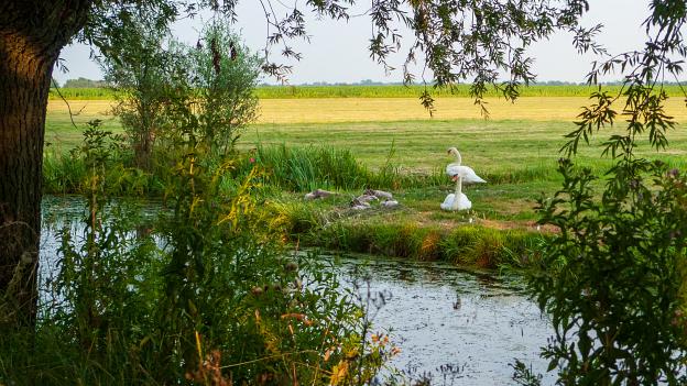 Swan family at Willeskop
