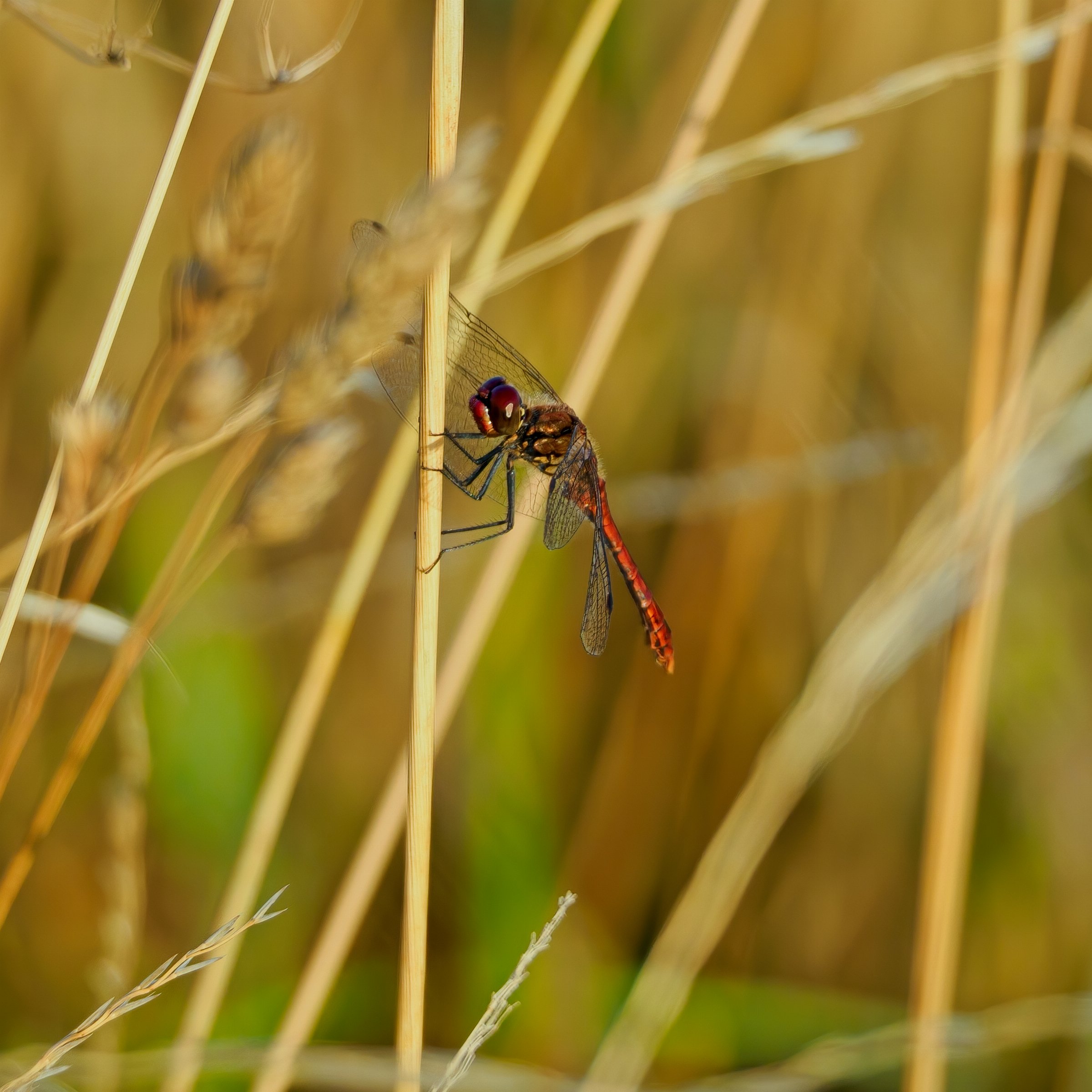 Ruddy Darter