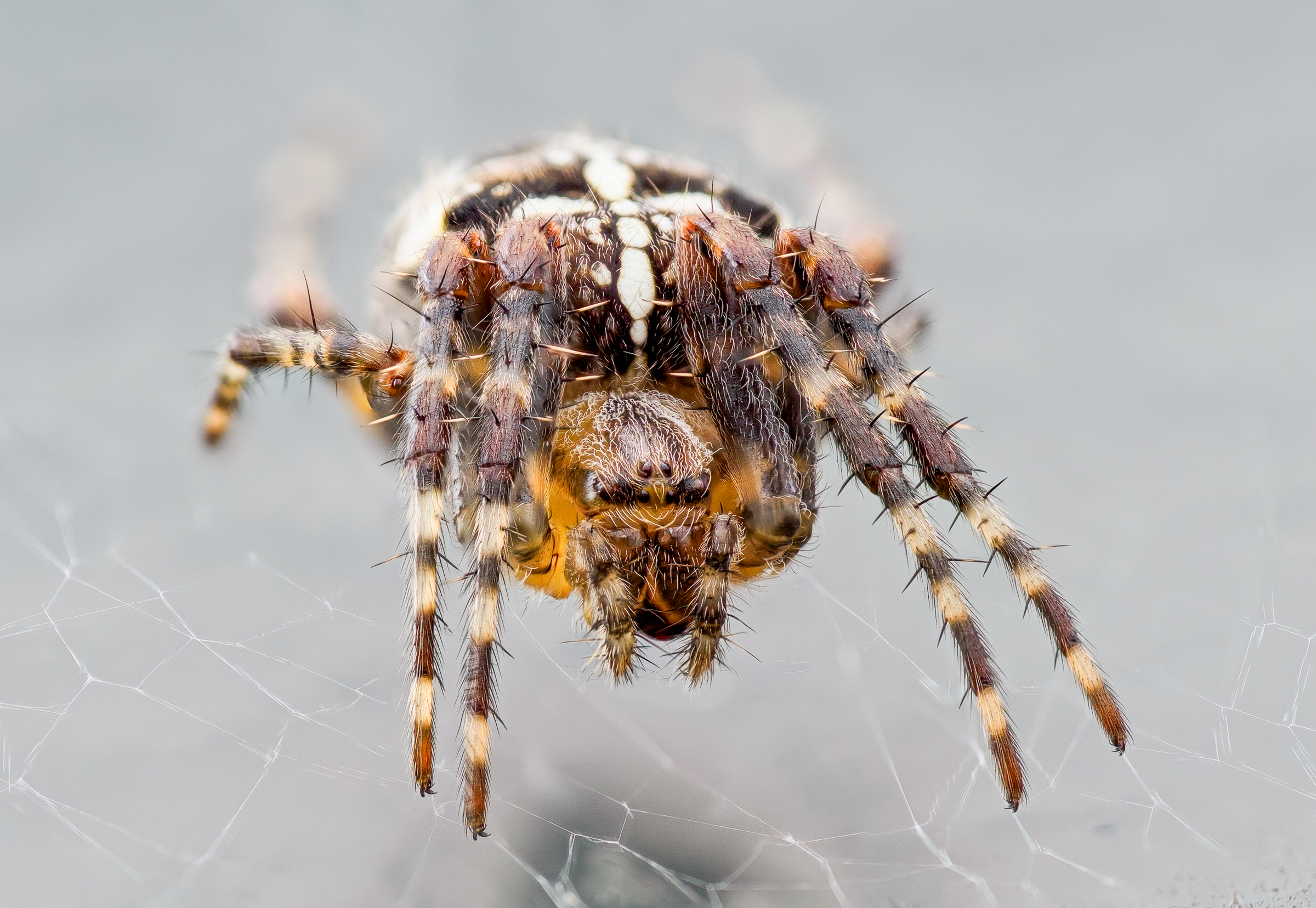 Garden Cross Spider
