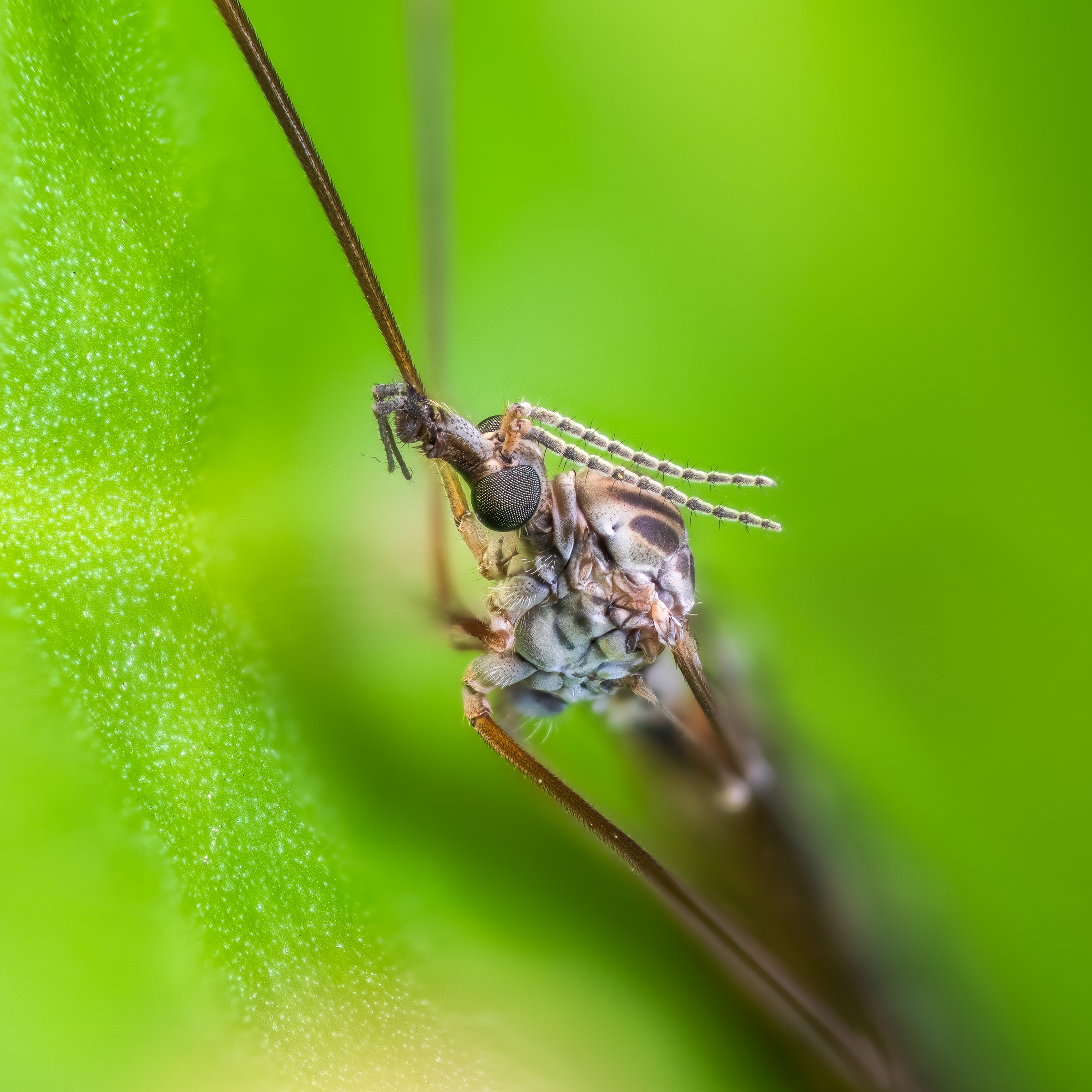 Tipula (focus stack of 30-something images)