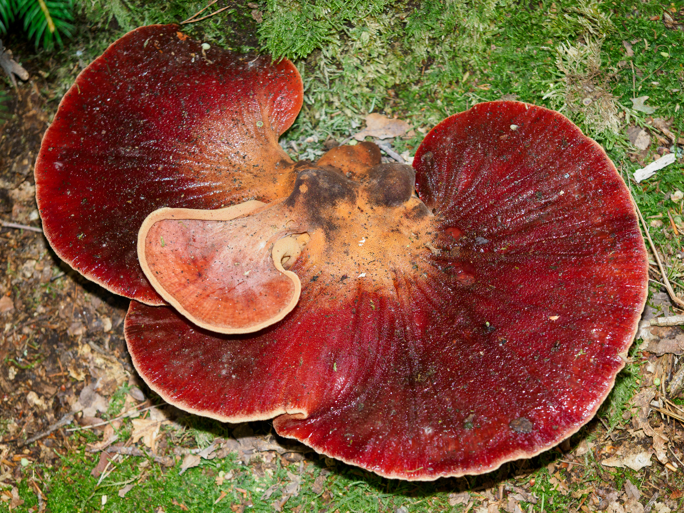Fistulina hepatica (Biefstukzwam)