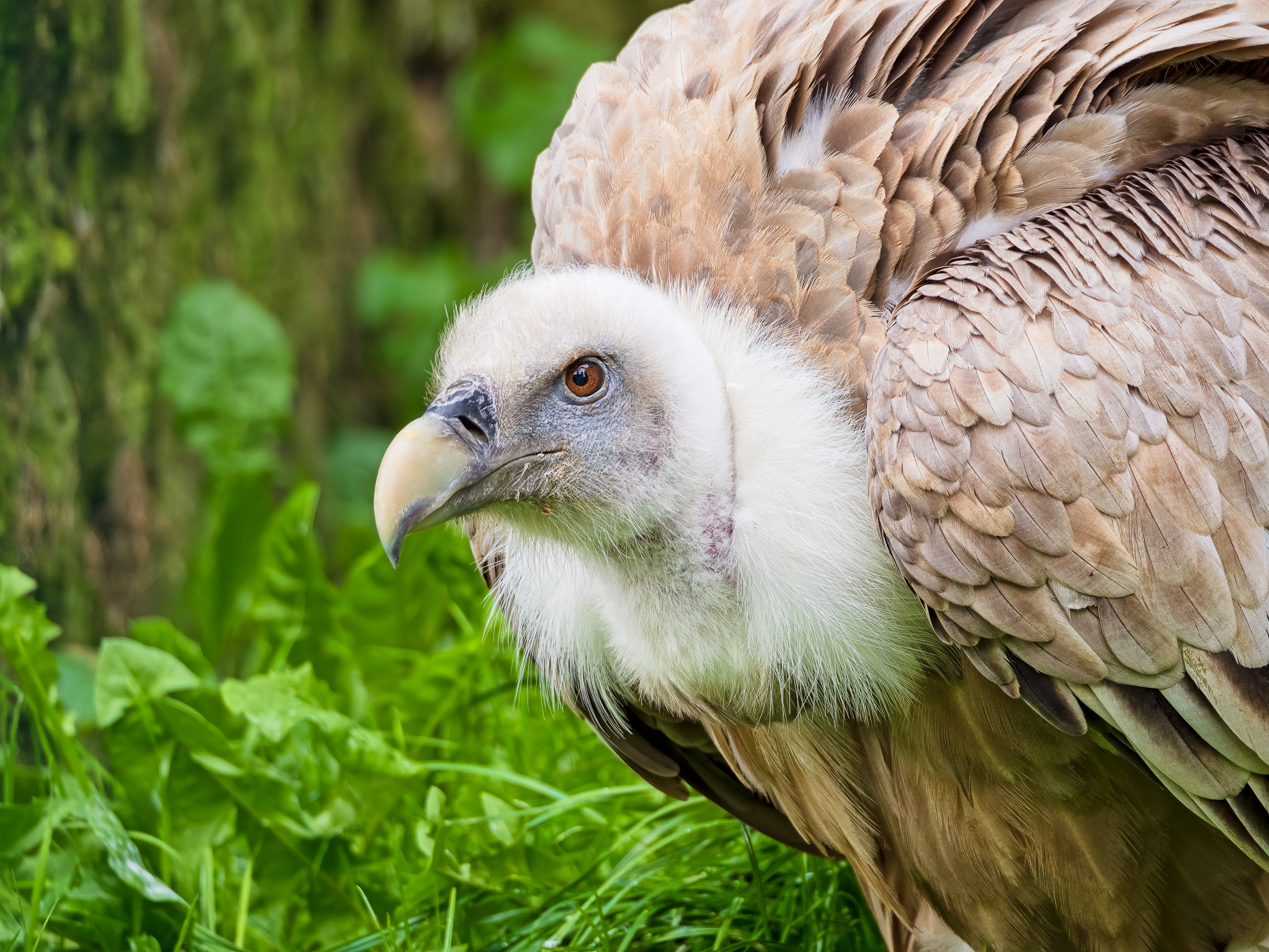 Griffon Vulture (in captivity, Kasselburg)
