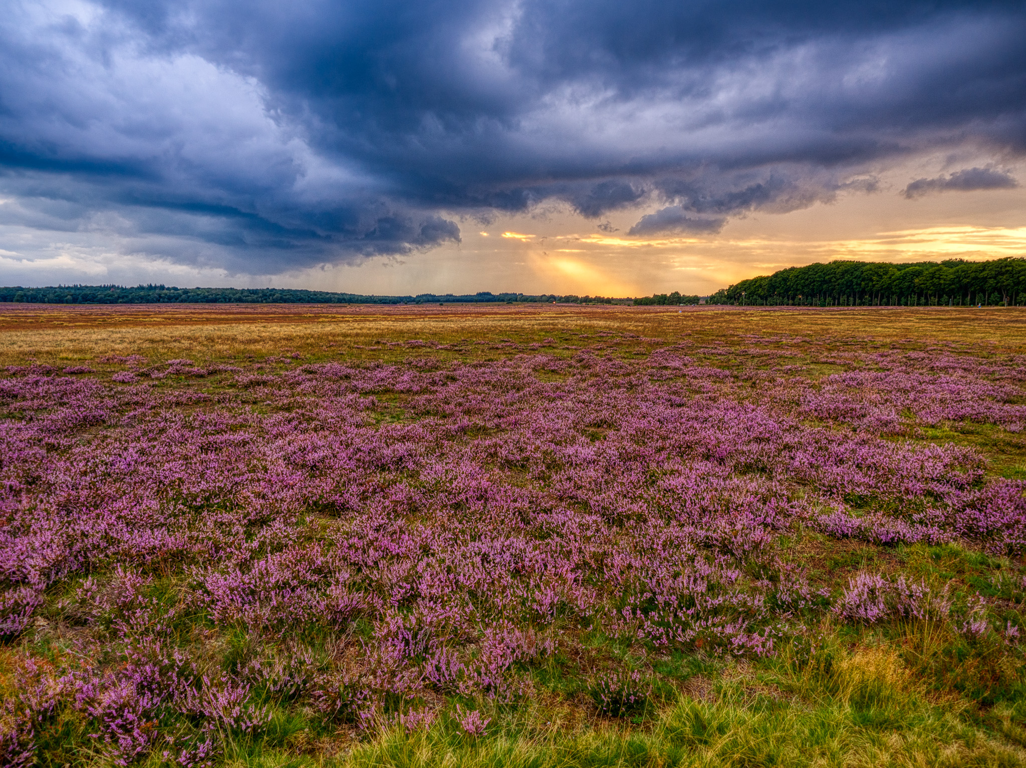 Ginkelse Heide, 15-08-2019