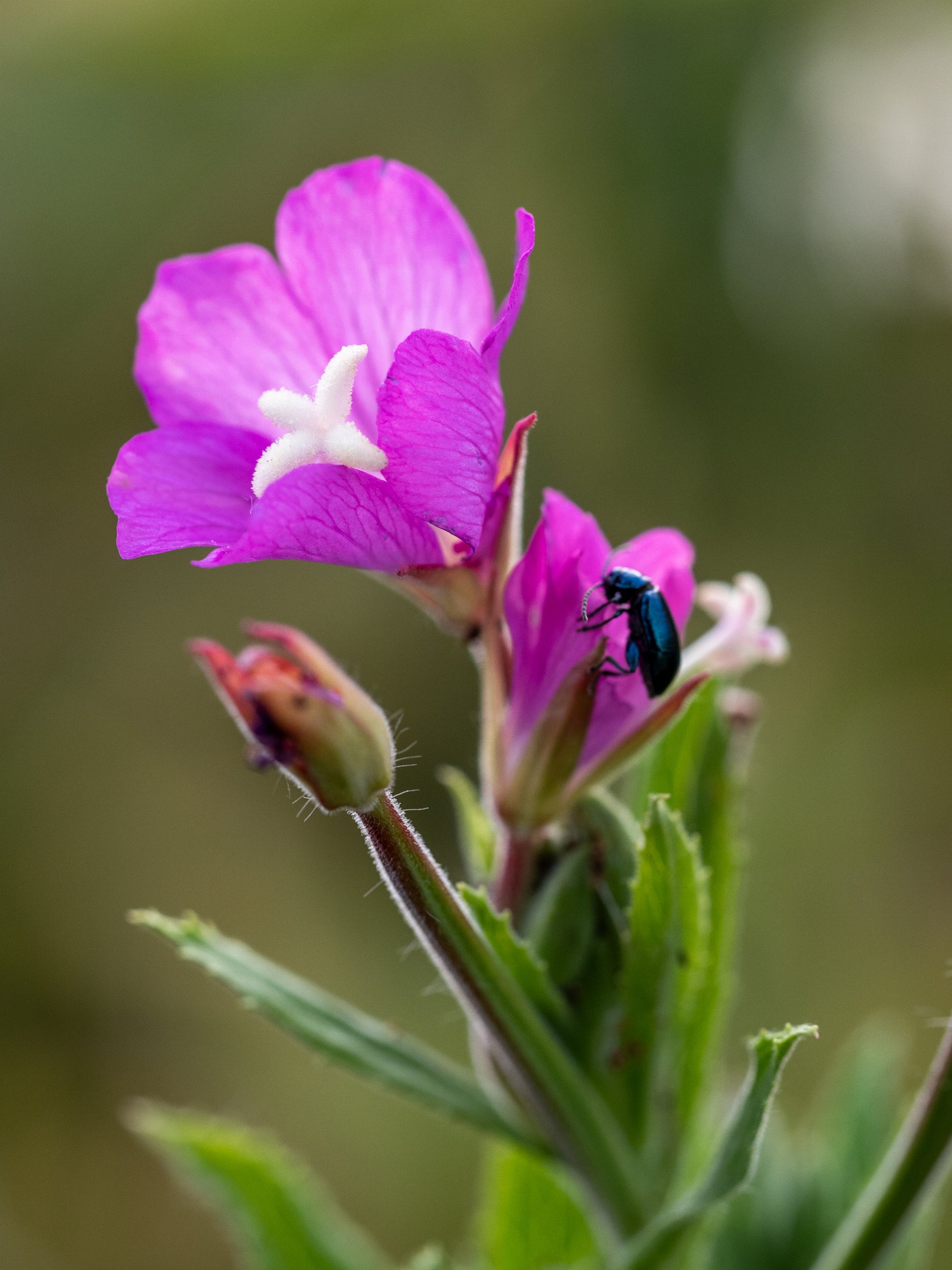 Great Willowherb