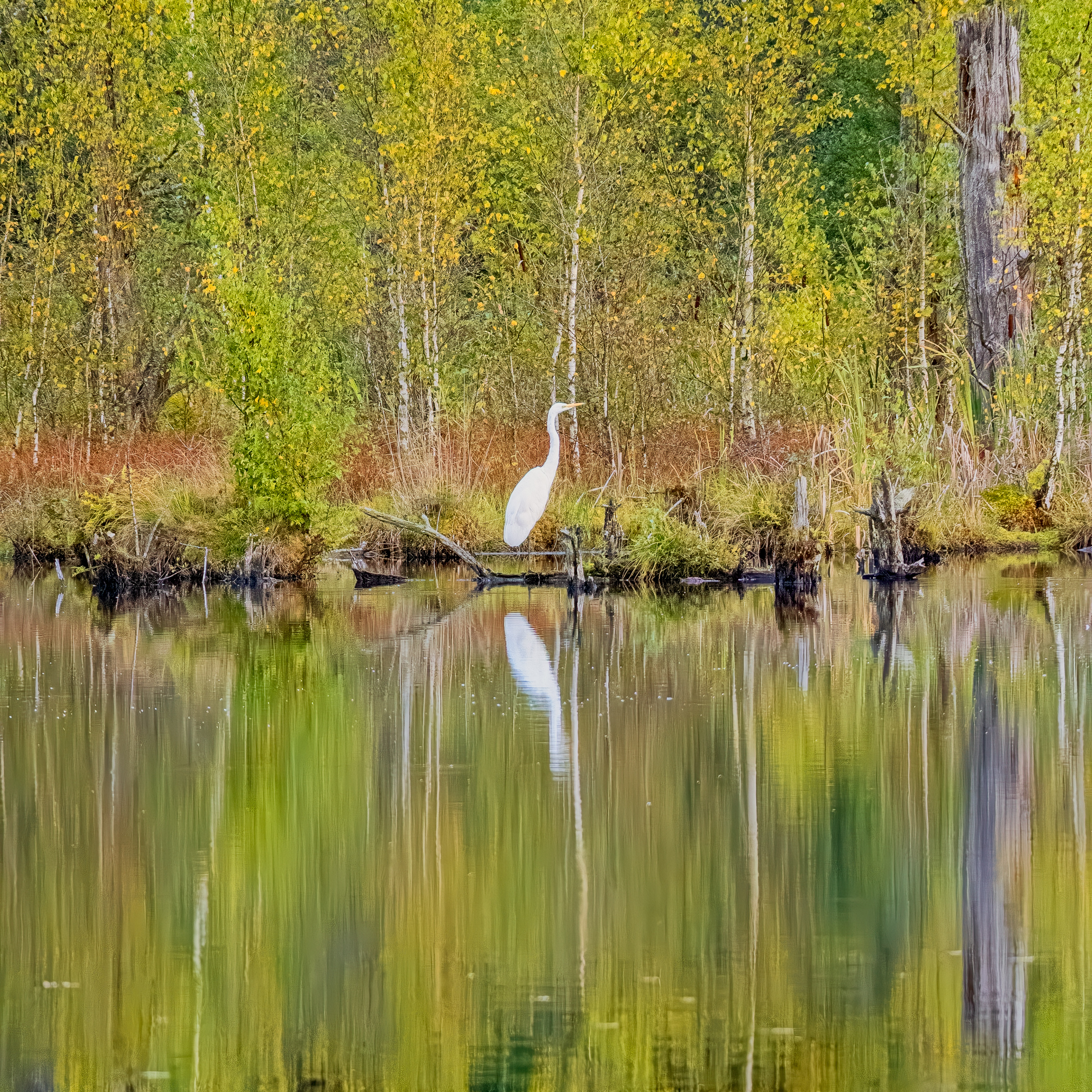 Great Egret