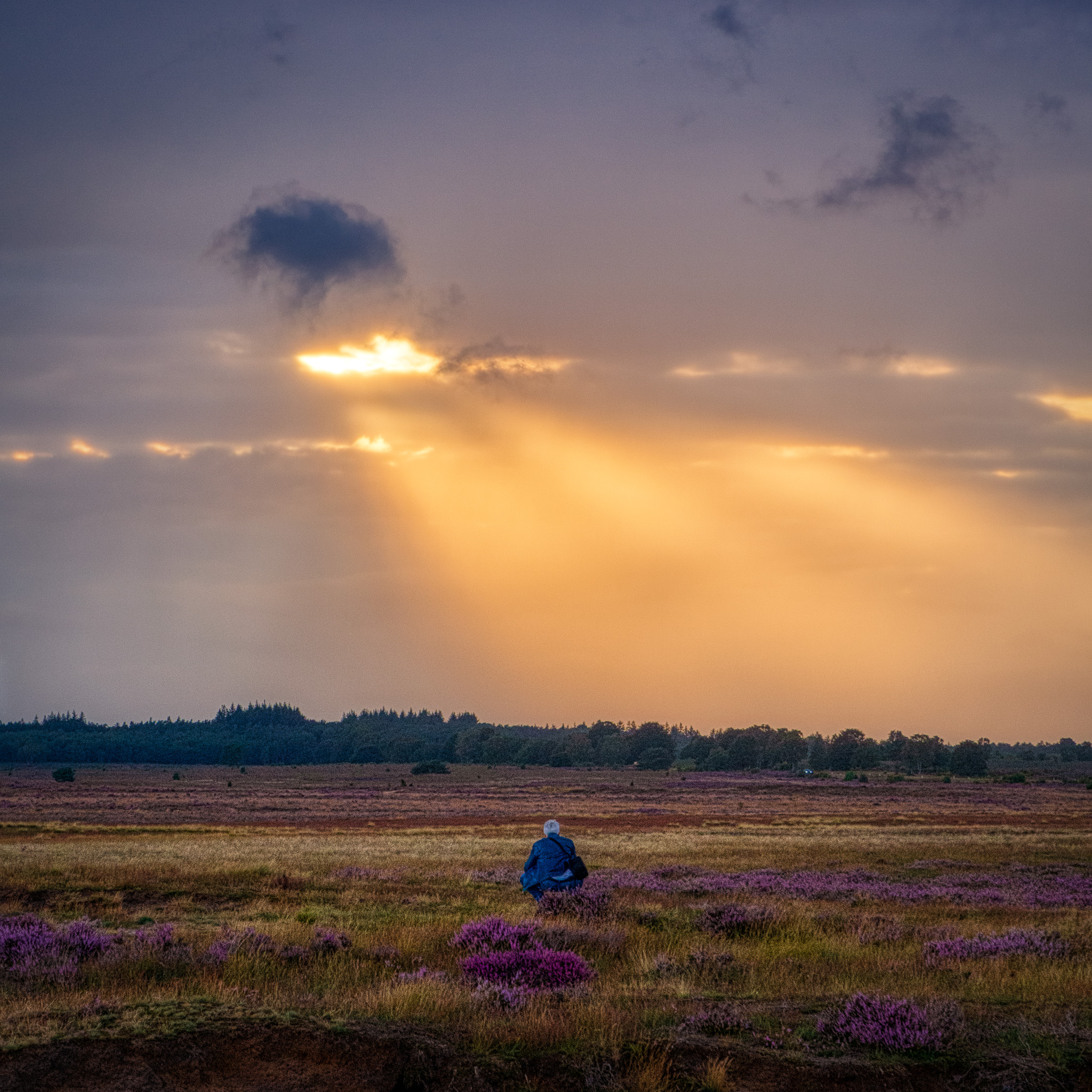 Ginkelse Heide, 15-08-2019